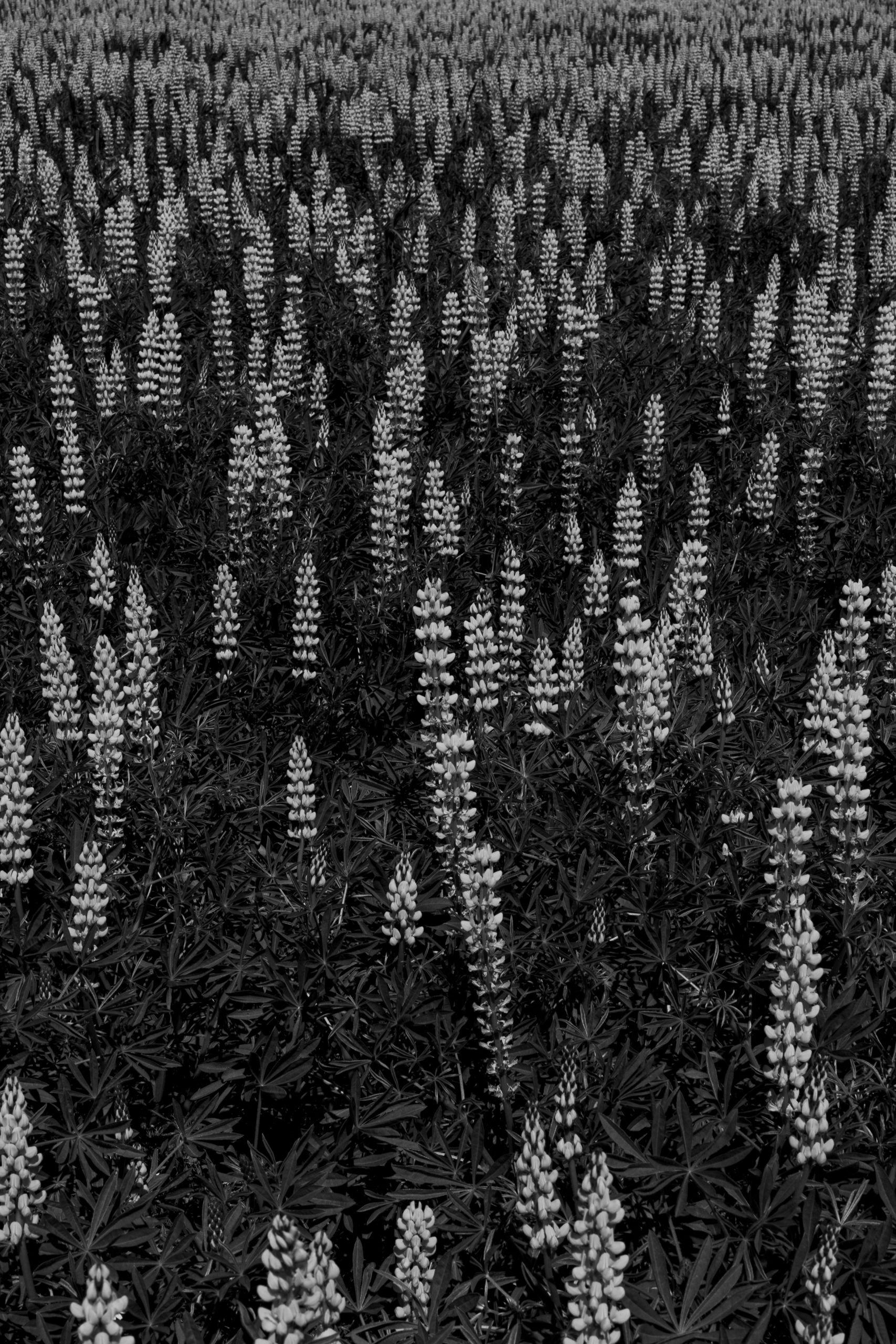 Lupinenfeld an der Westküste