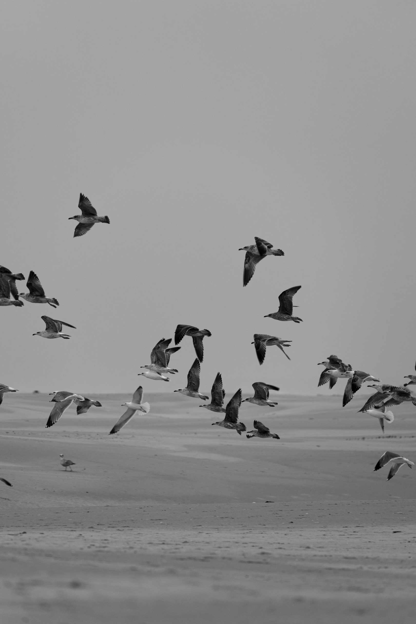 Seagulls flying at the beach