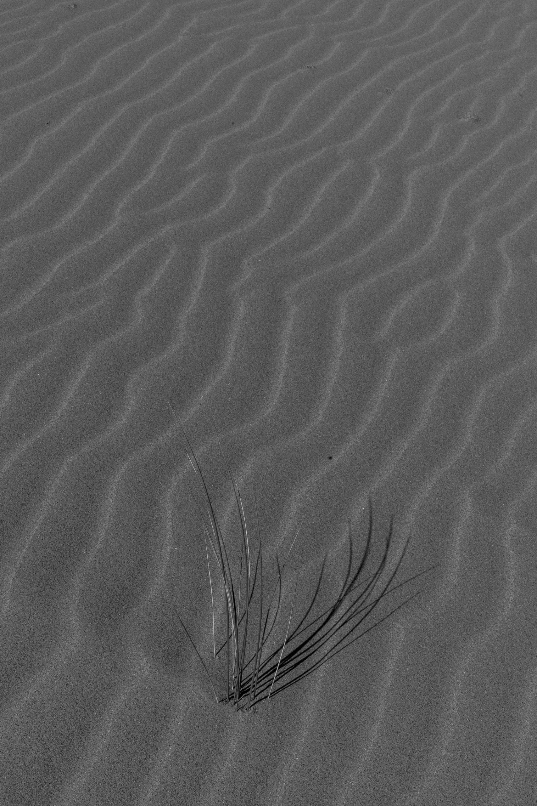 Little plant in the sand