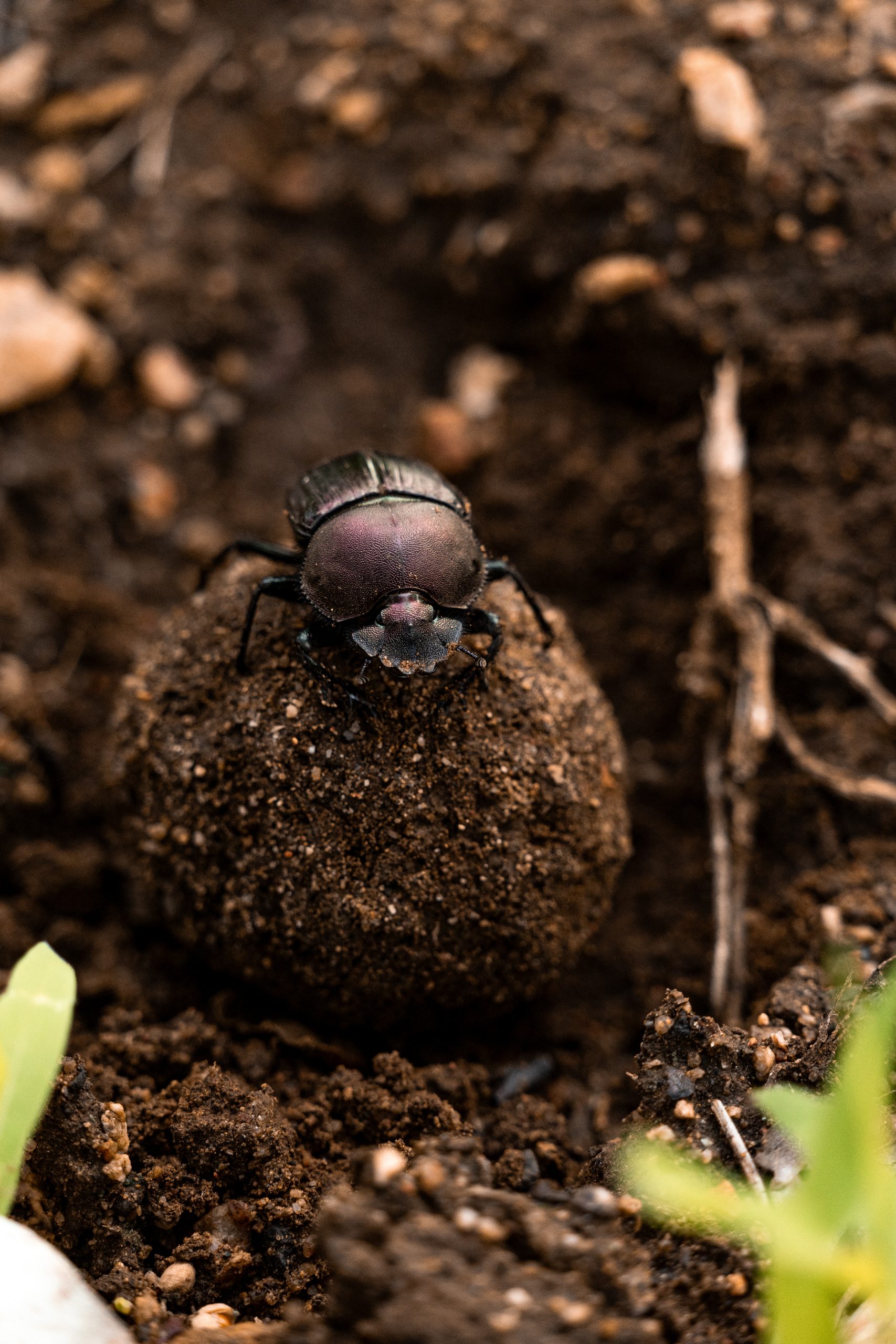 Beetle close up