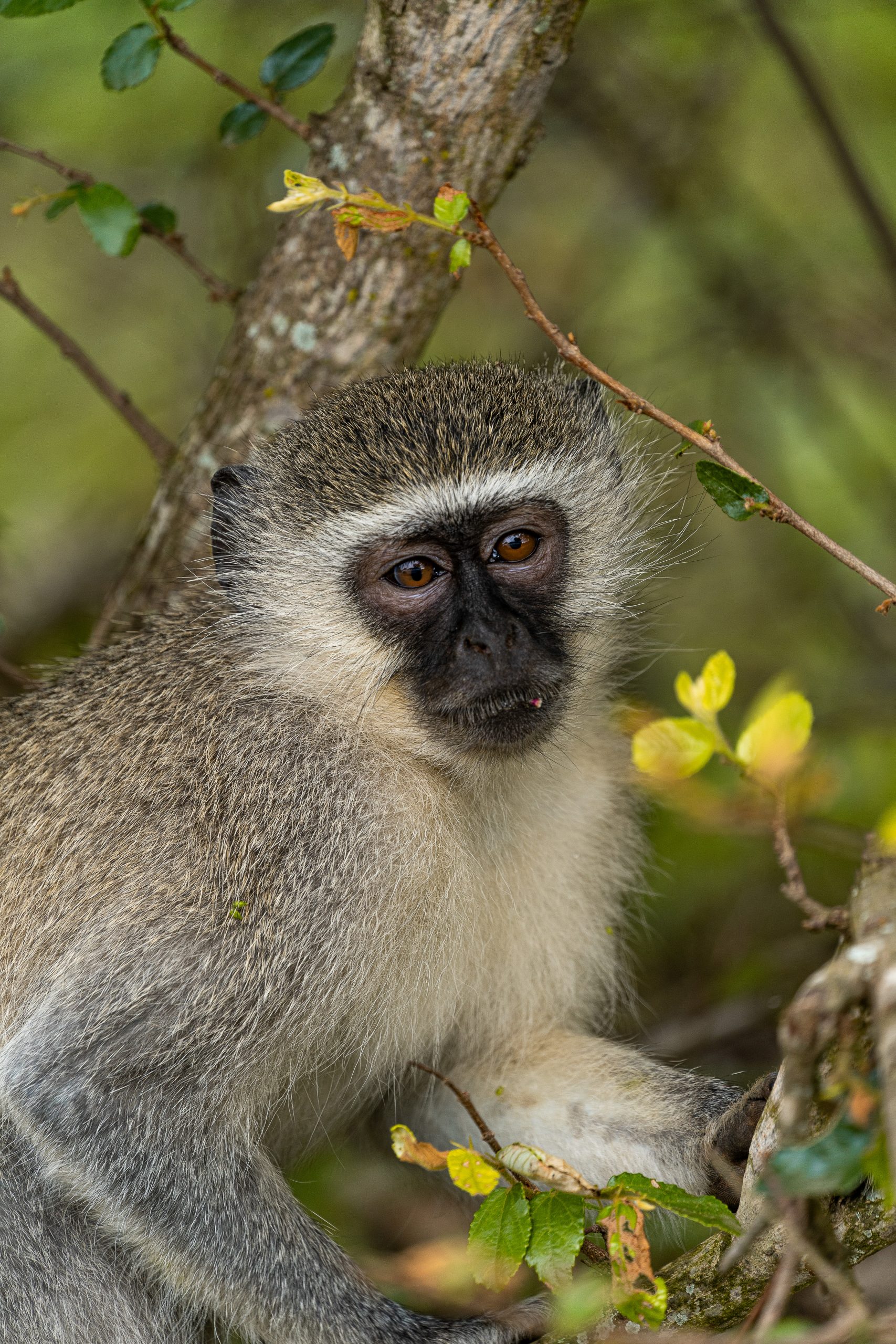 Portrait of a monkey