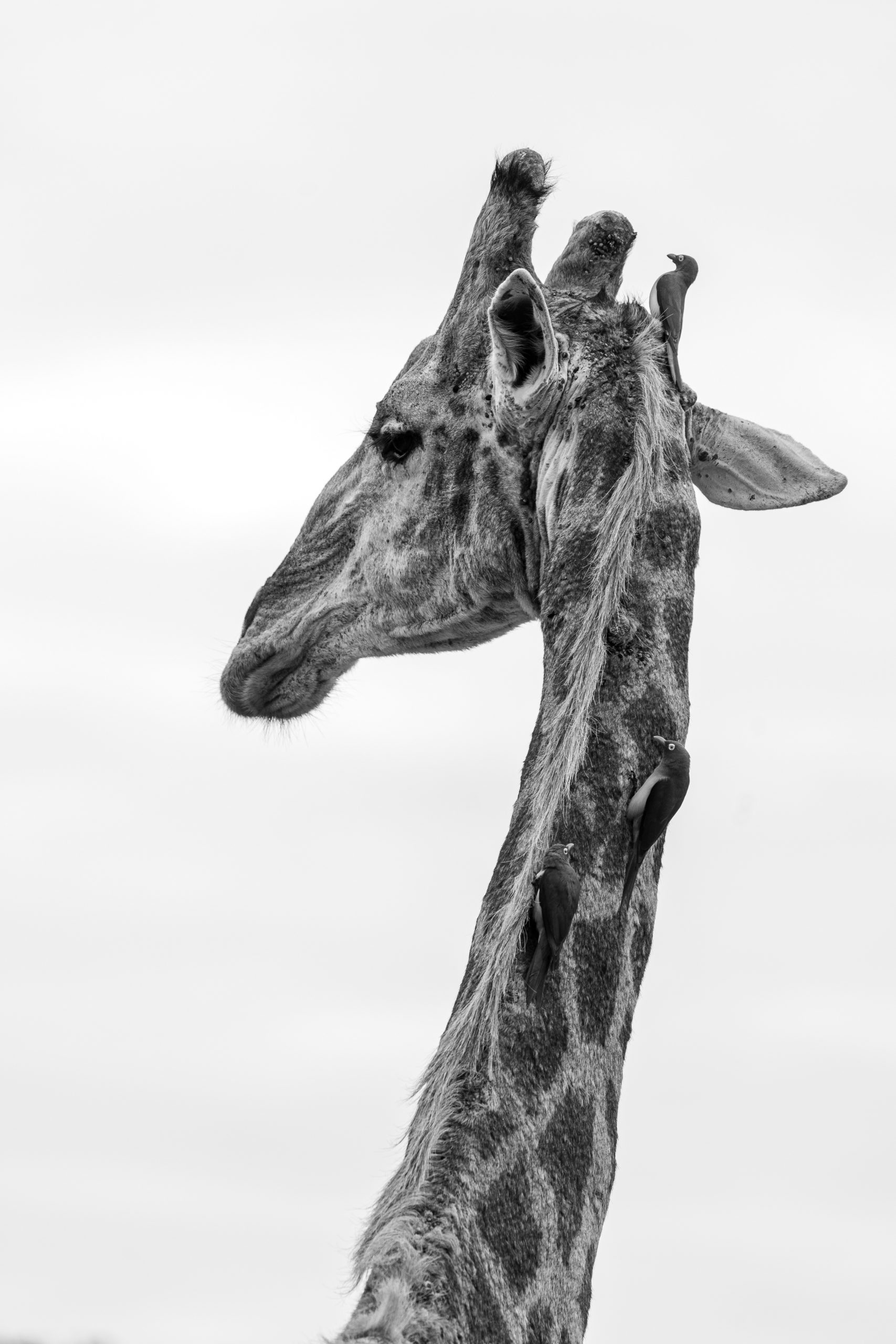 Giraffe with birds