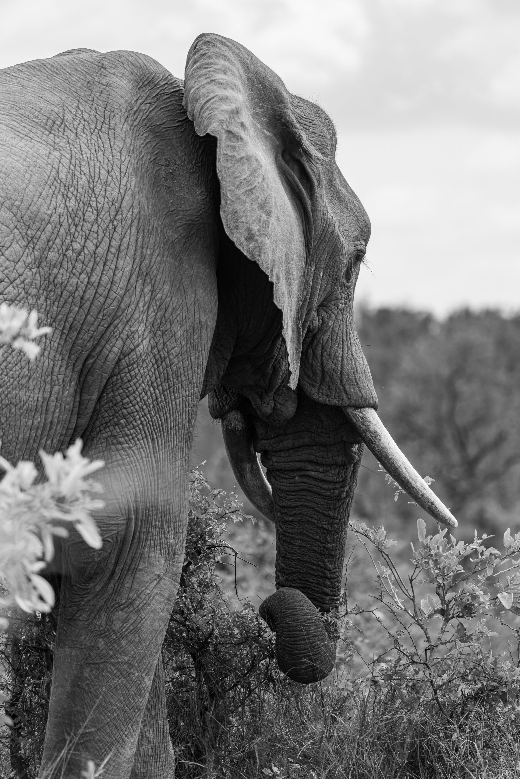 Side view of an elephant