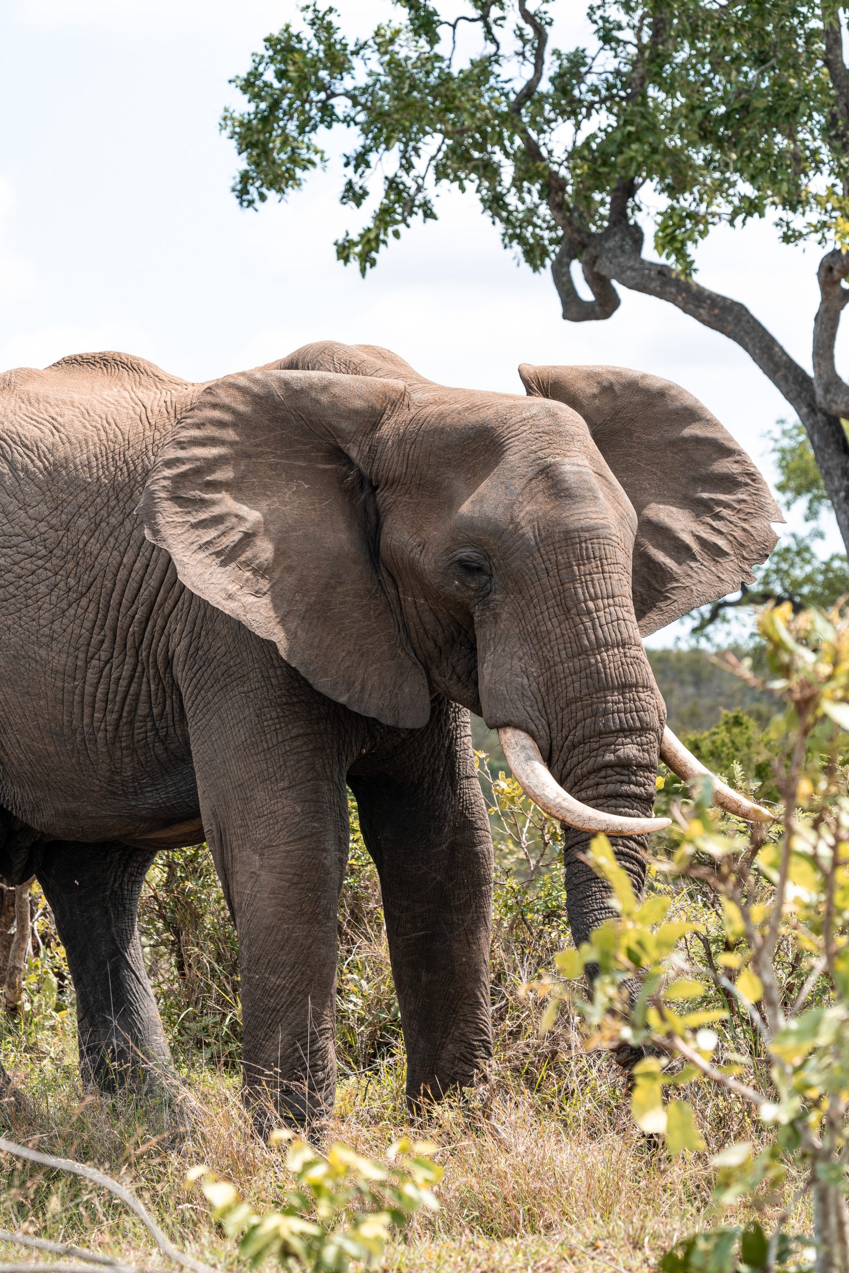 Close-up of a male elephant