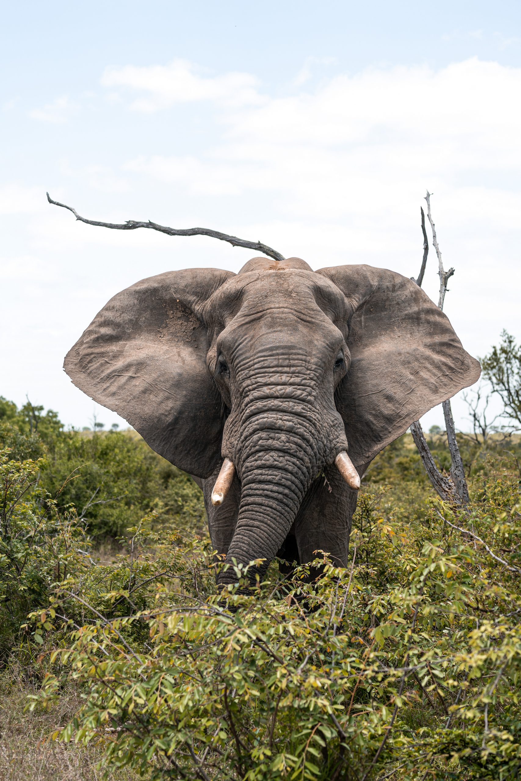 Elephant with big ears