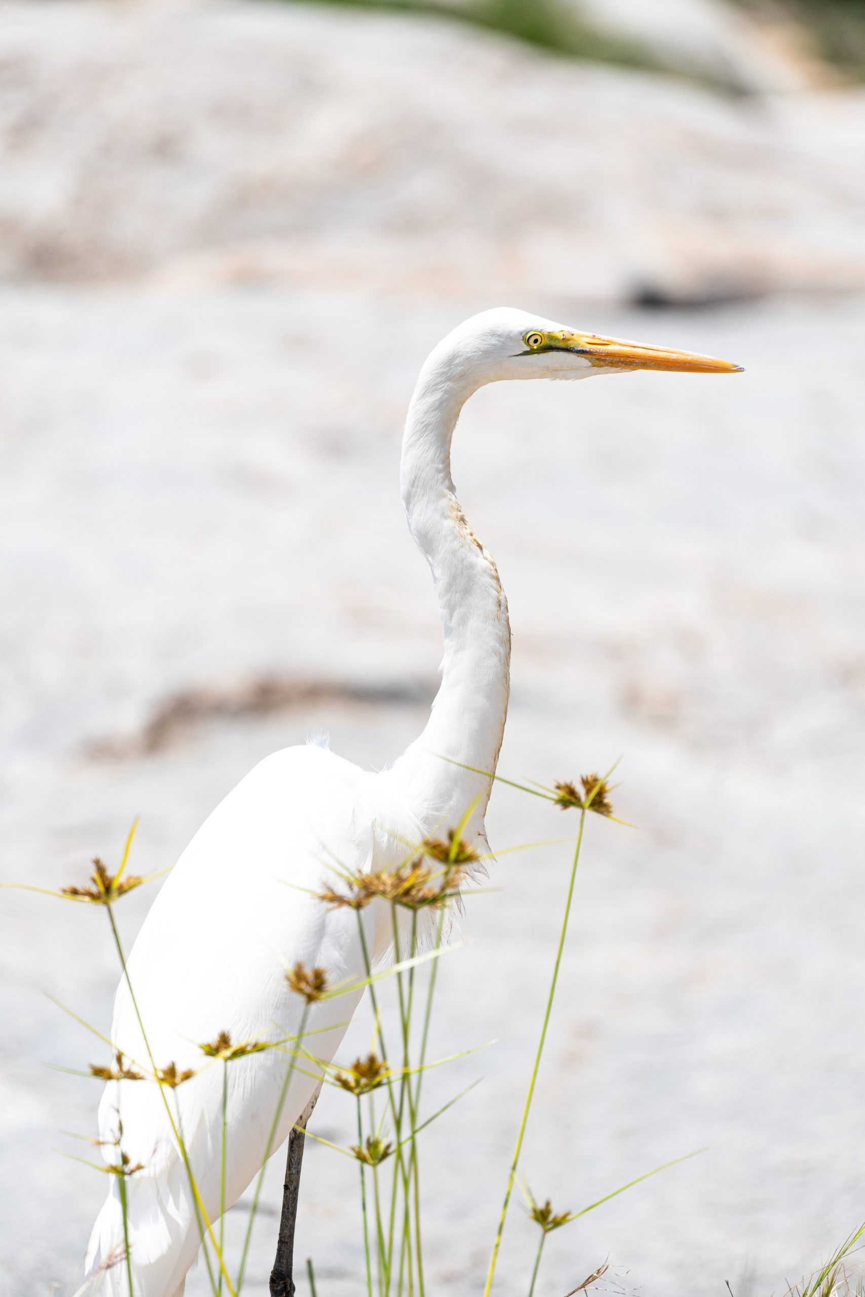Heron behind river grass