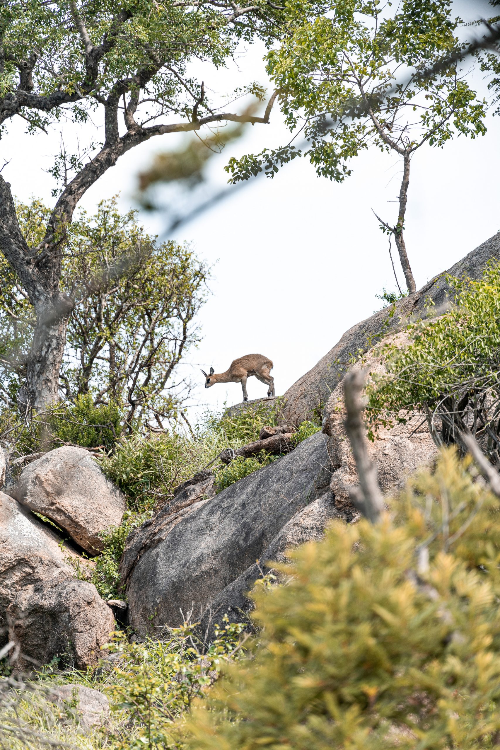 Mountain goat on a rock