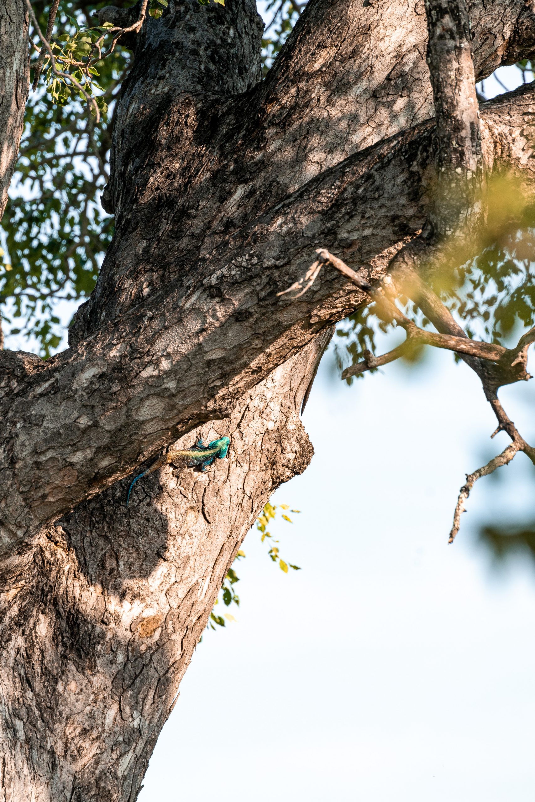 Lizard on tree trunk