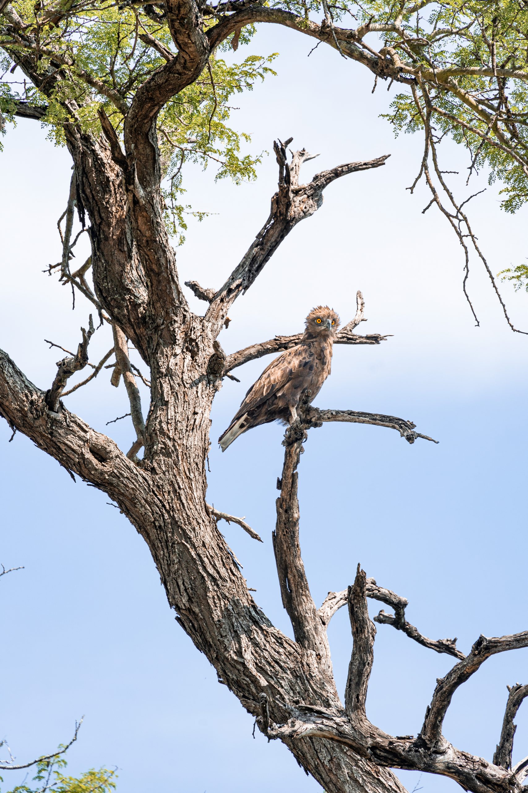 Eagle with orange eyes in a tree