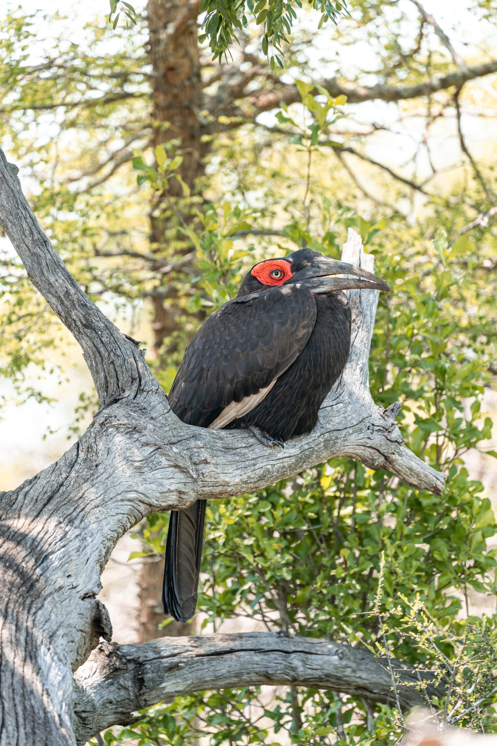 Big bird in a tree