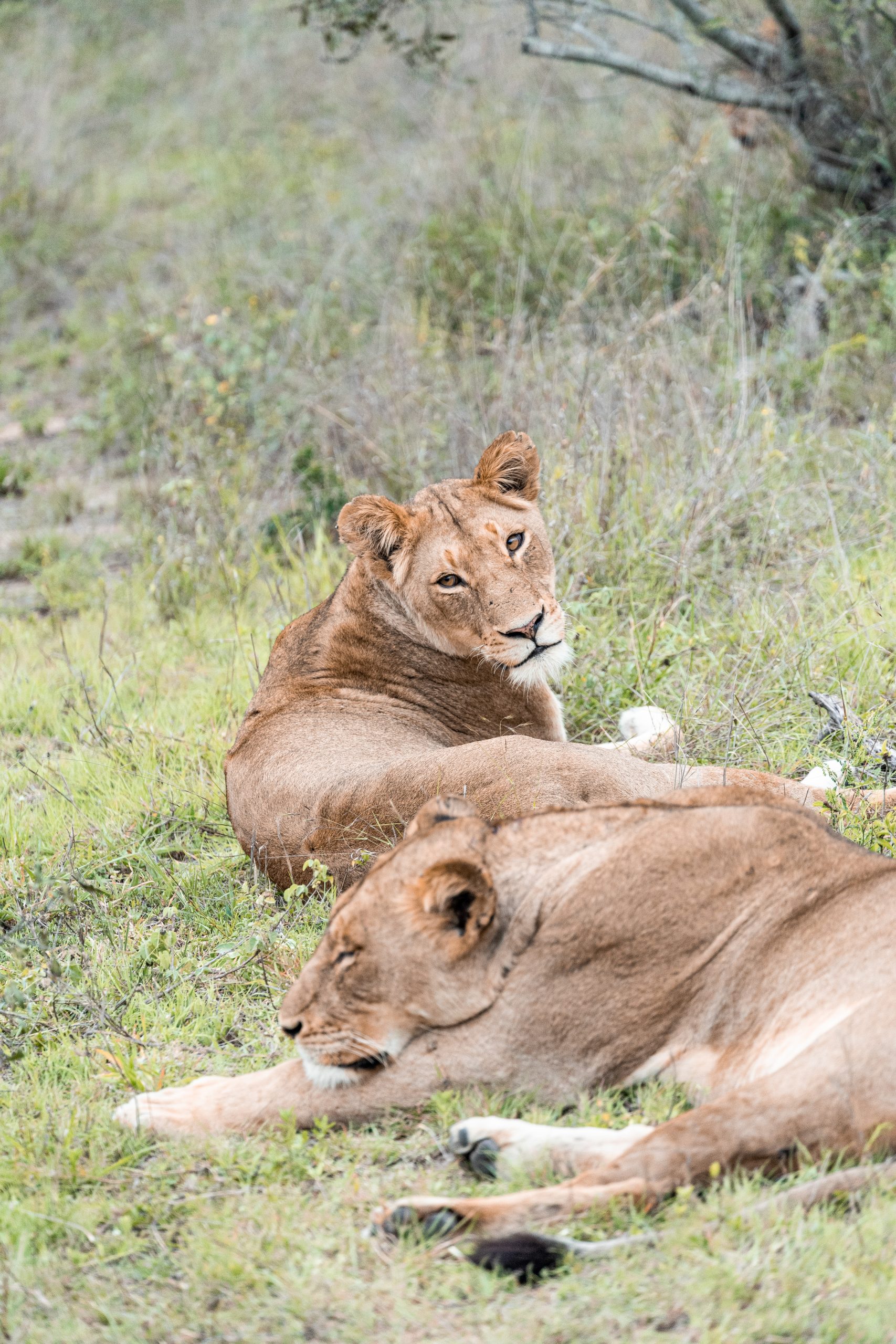 Resting lions