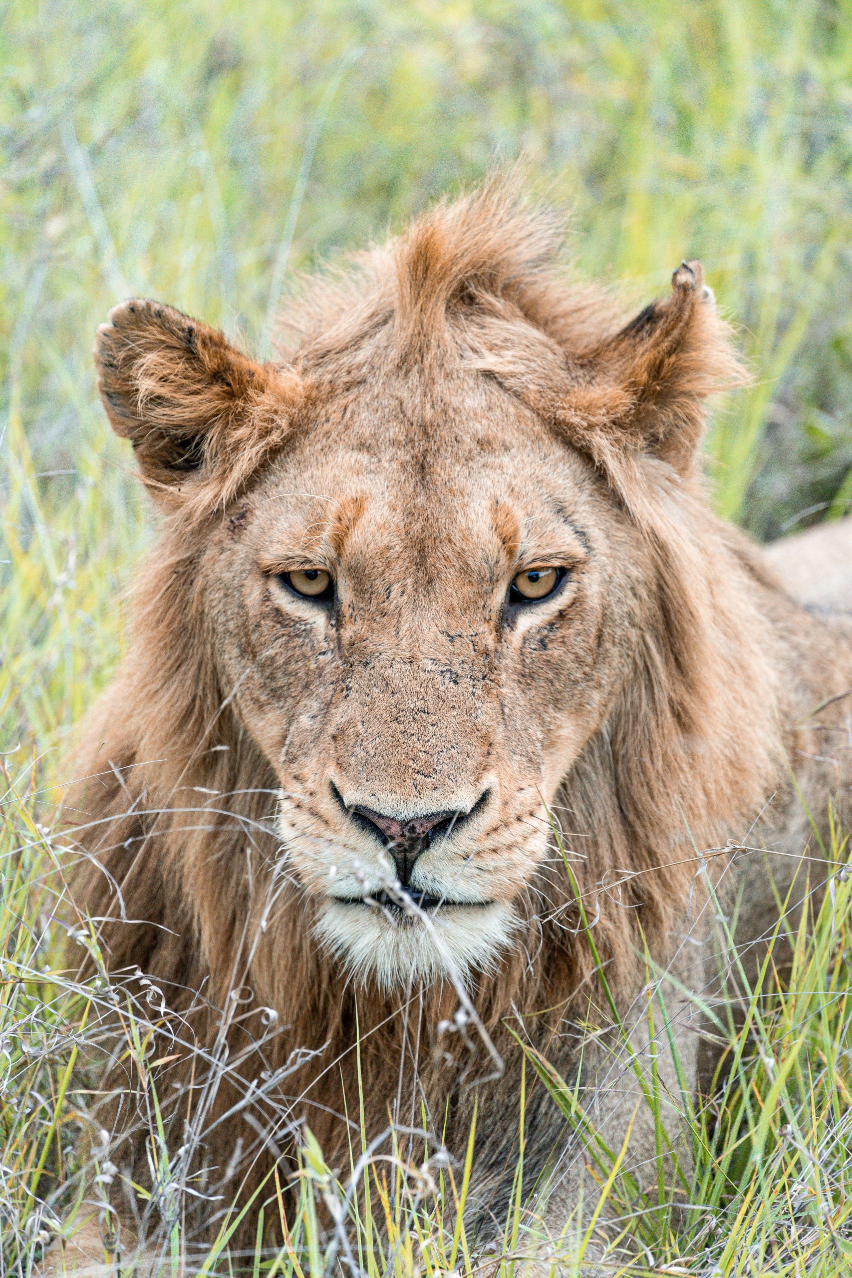 Young lion in the grass