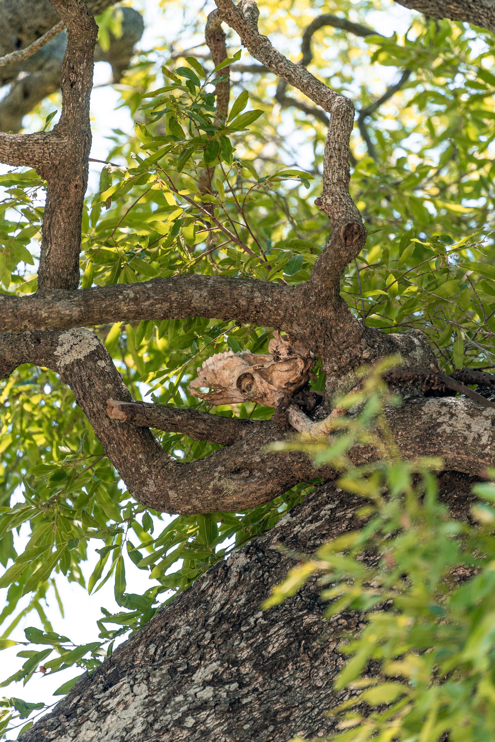 Impala skull in tree