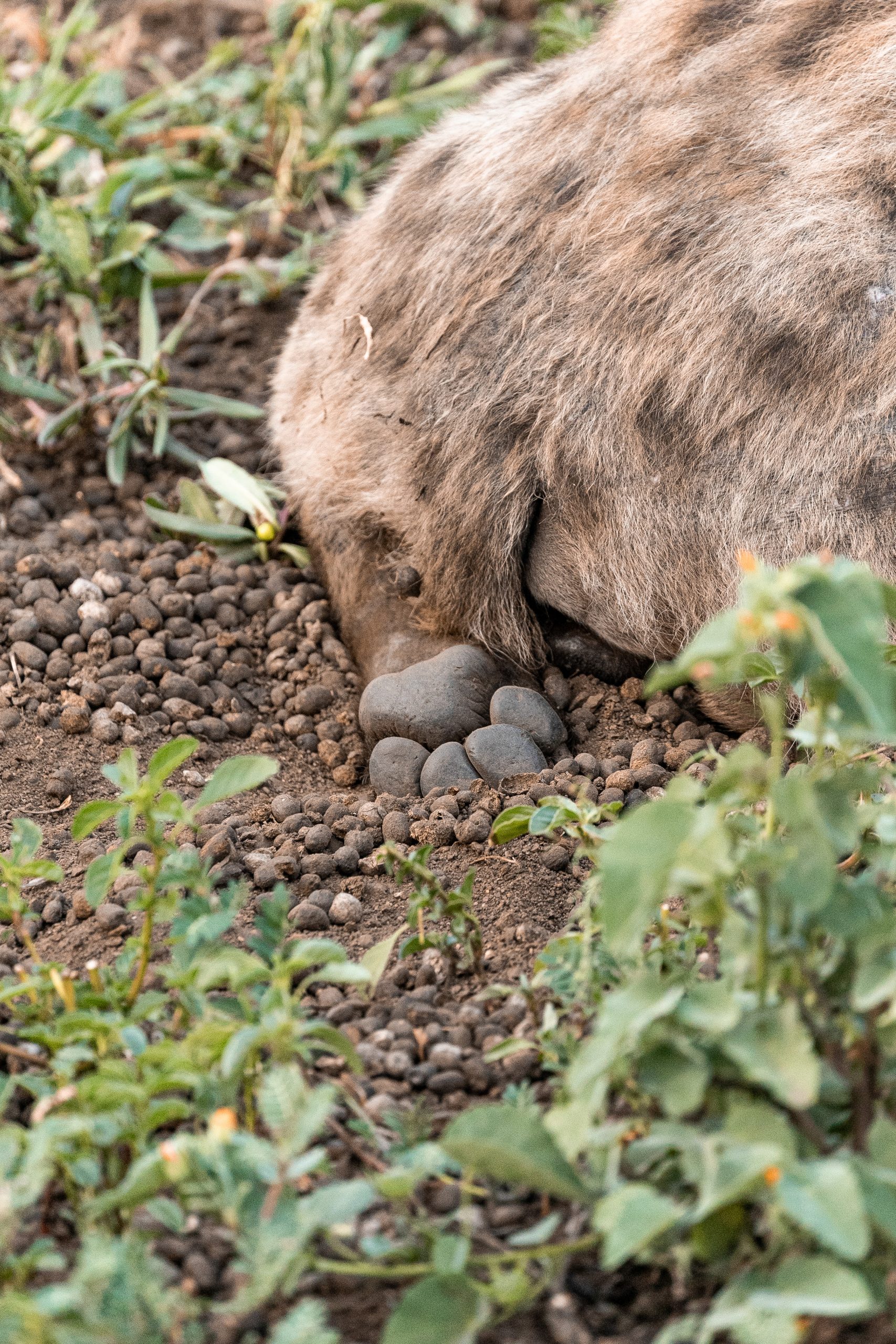 Hyena paw in the sand