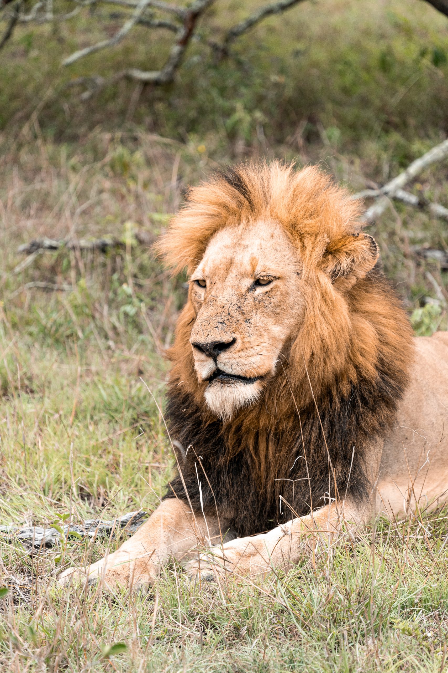 Lion with thick mane