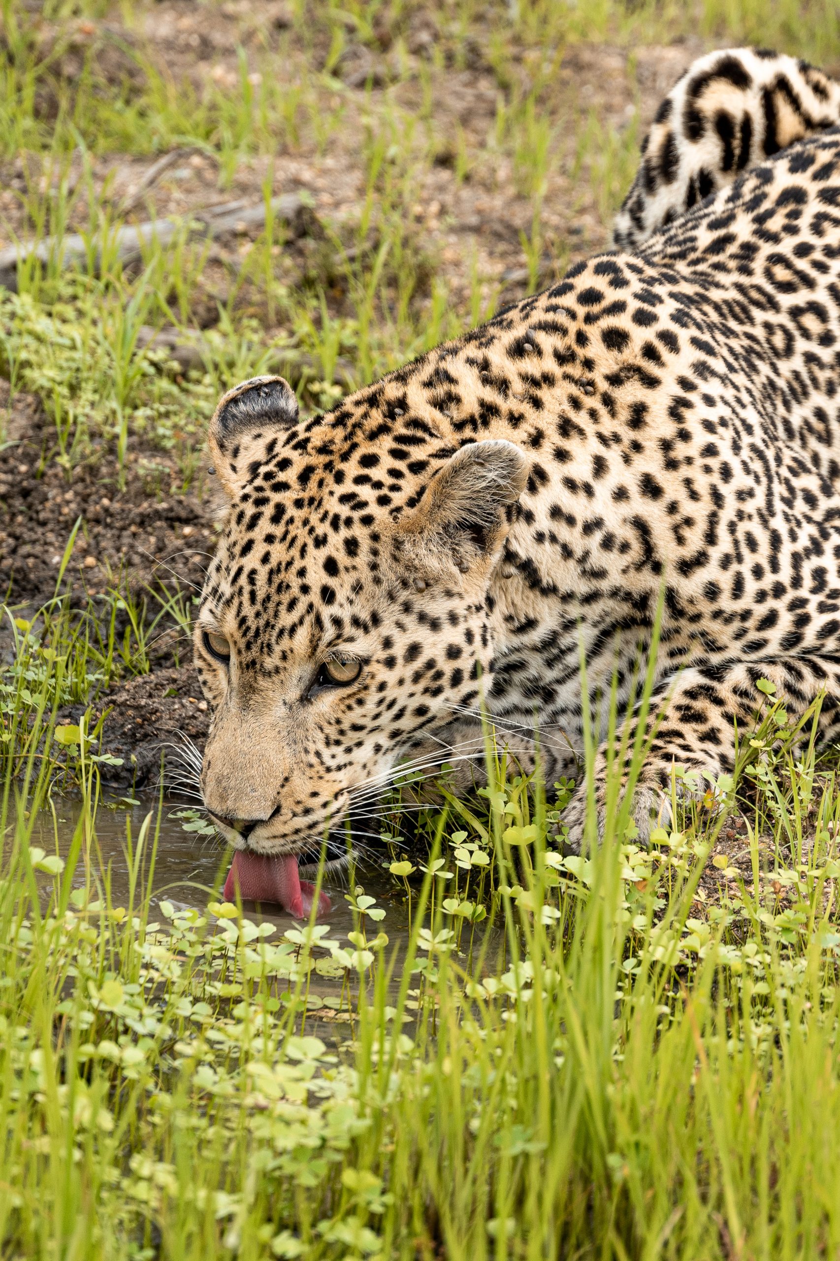 Leopard drinking