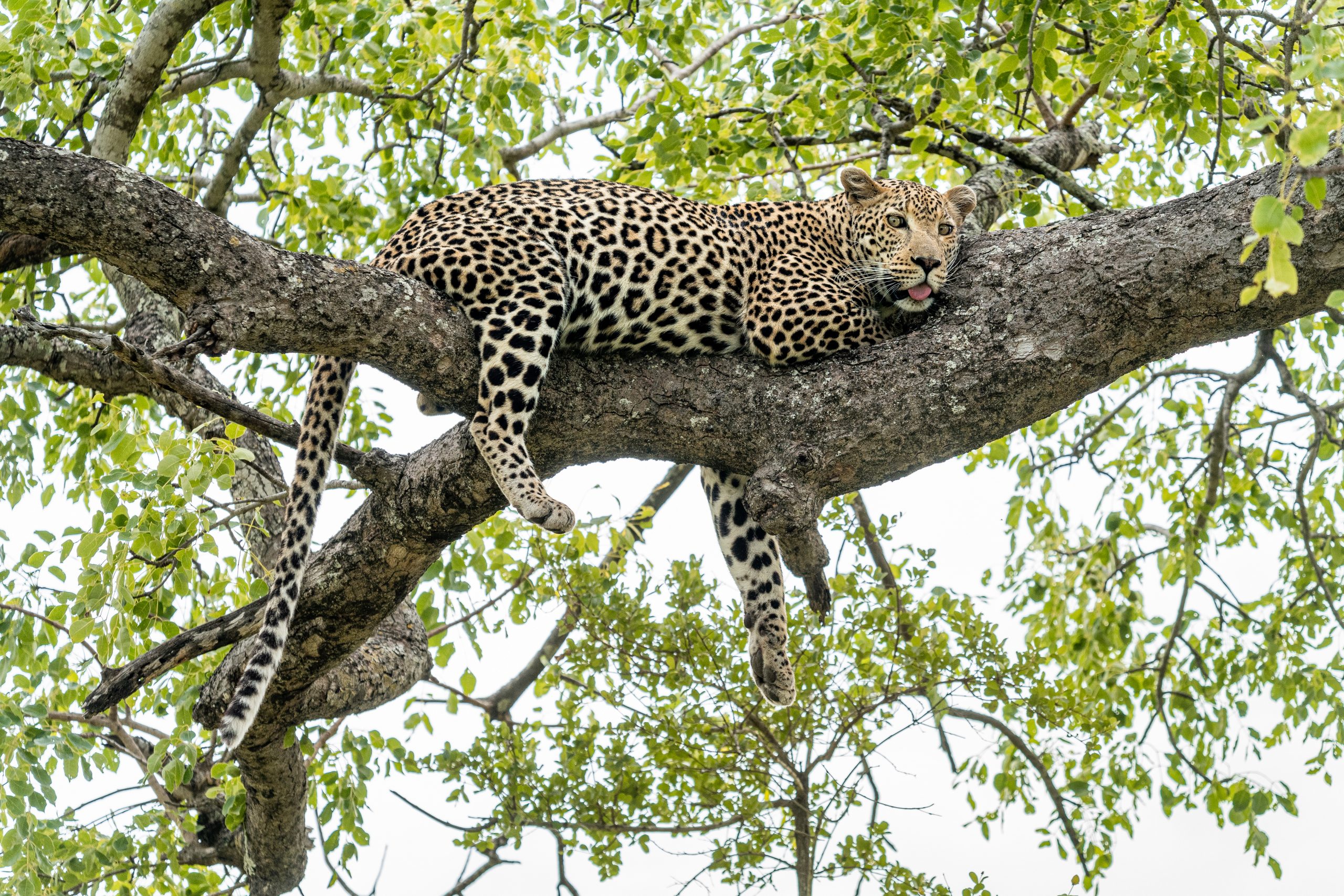 Leopard resting in a tree