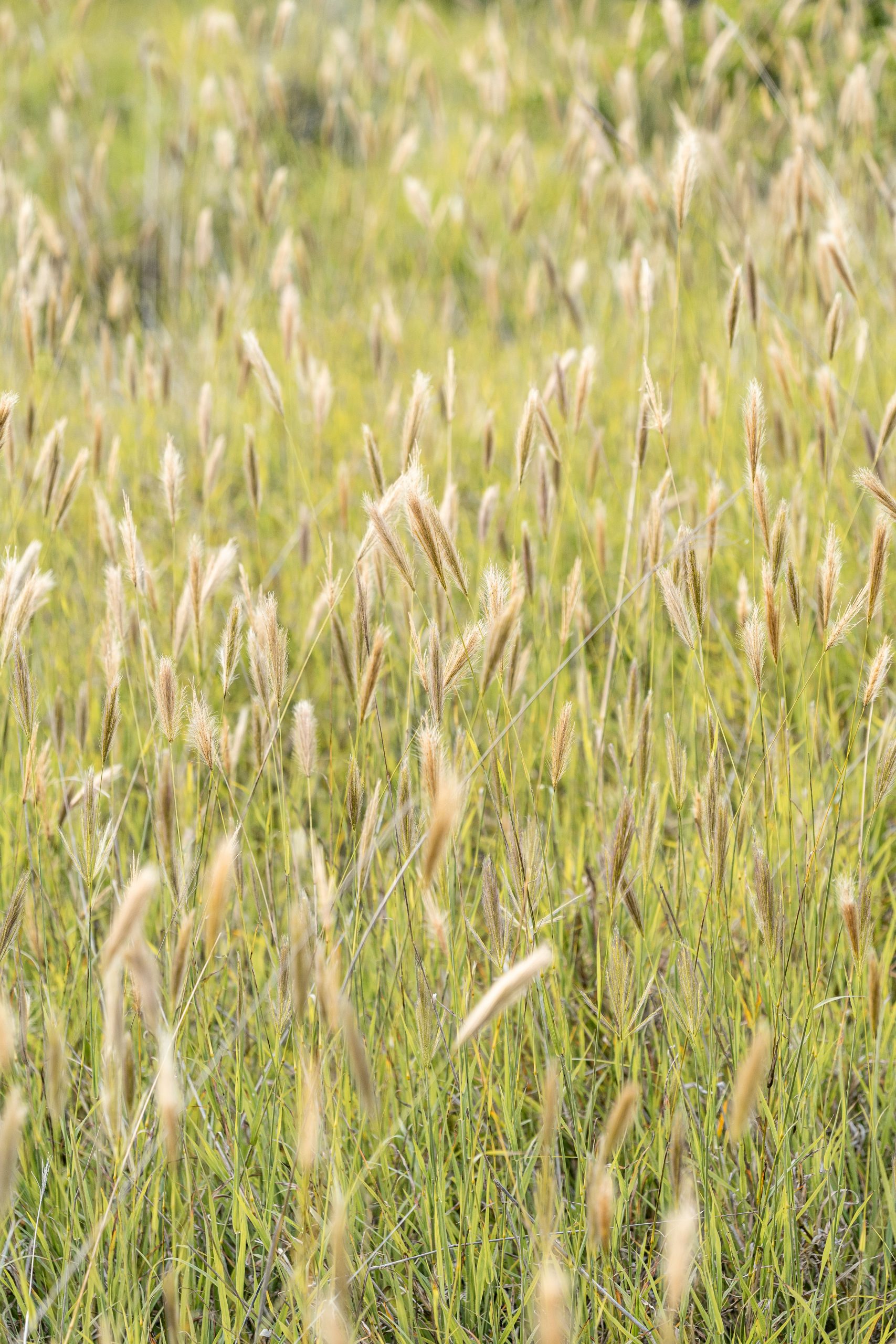 Field at spring