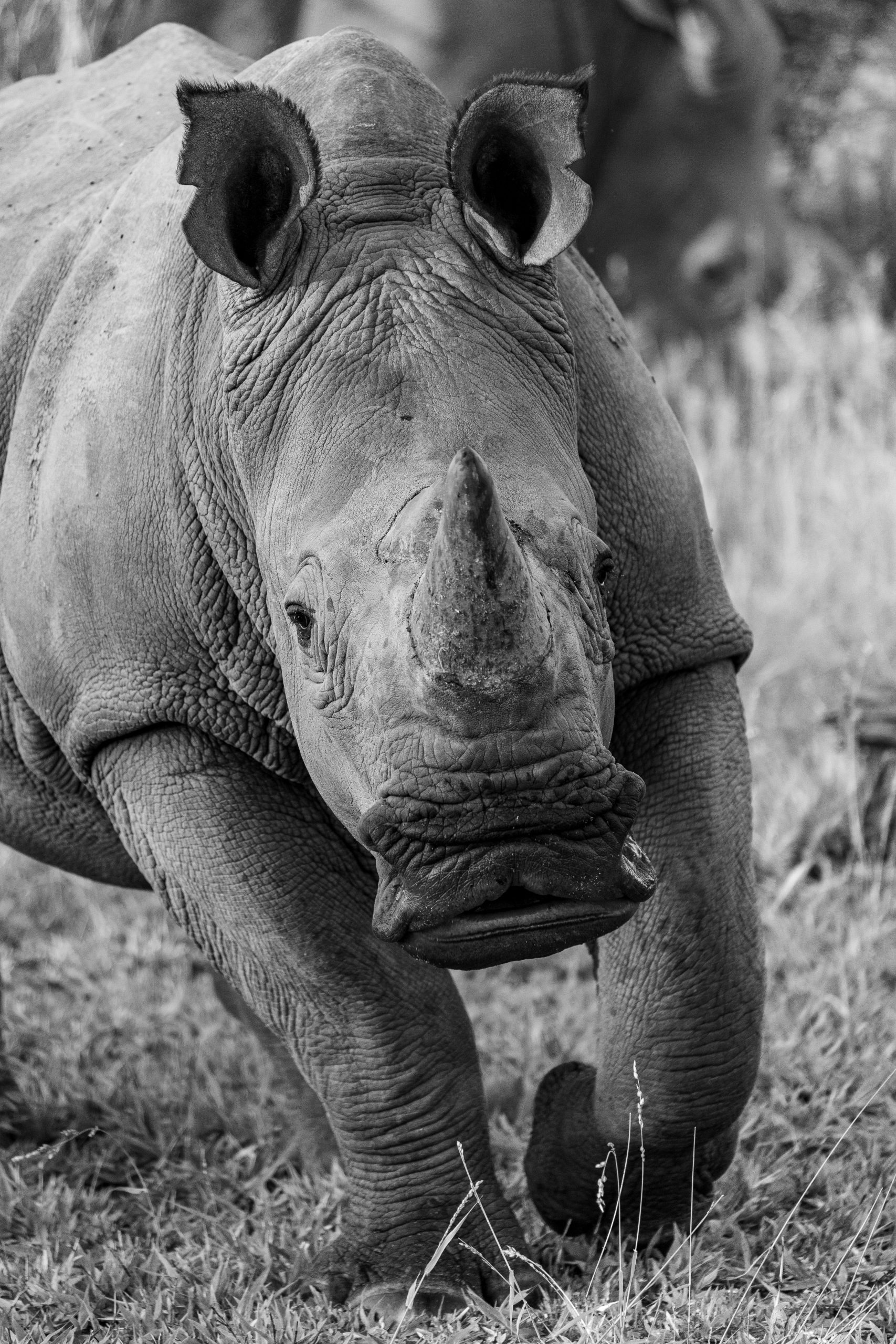 Running Rhino