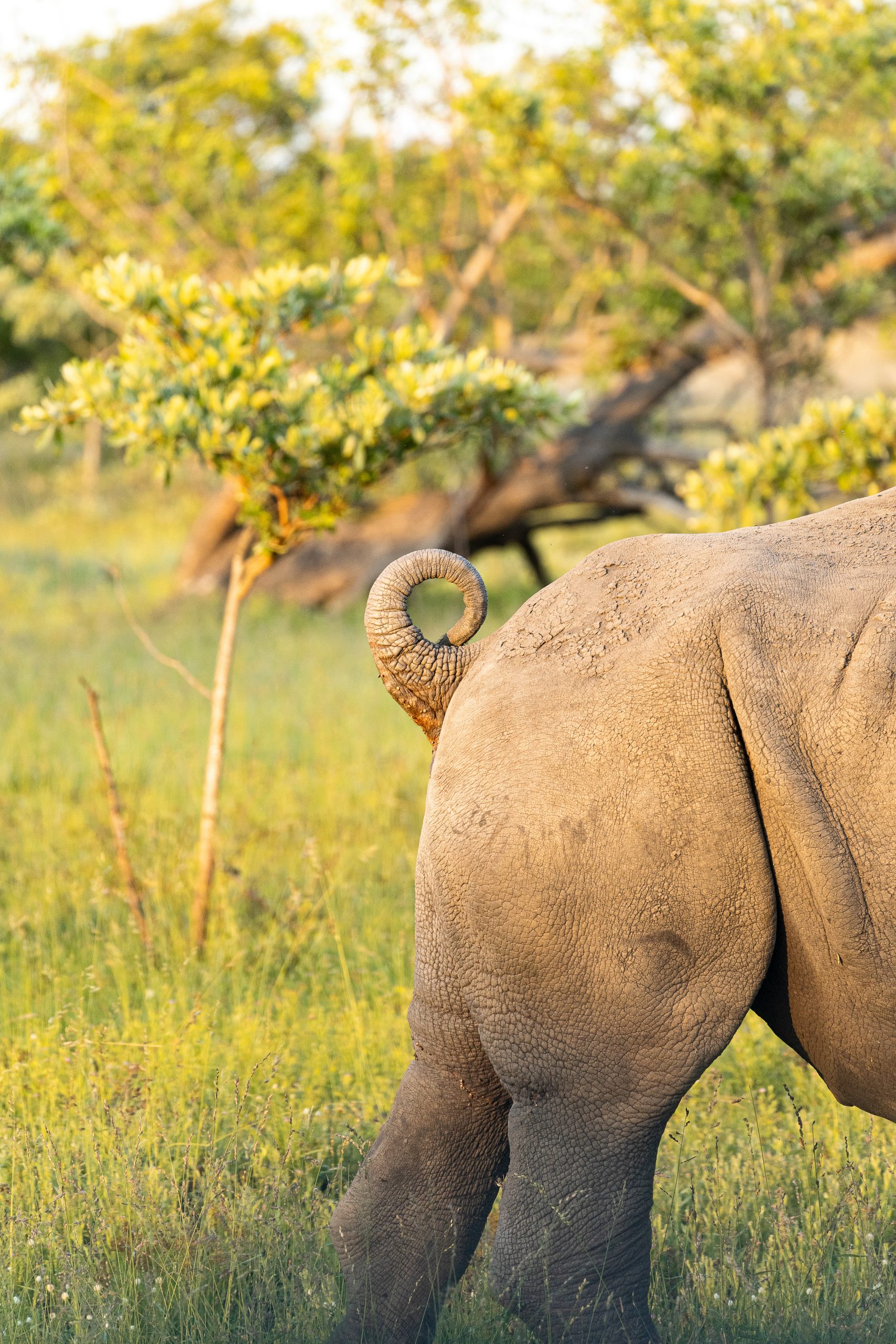 Rhinoceros rear end