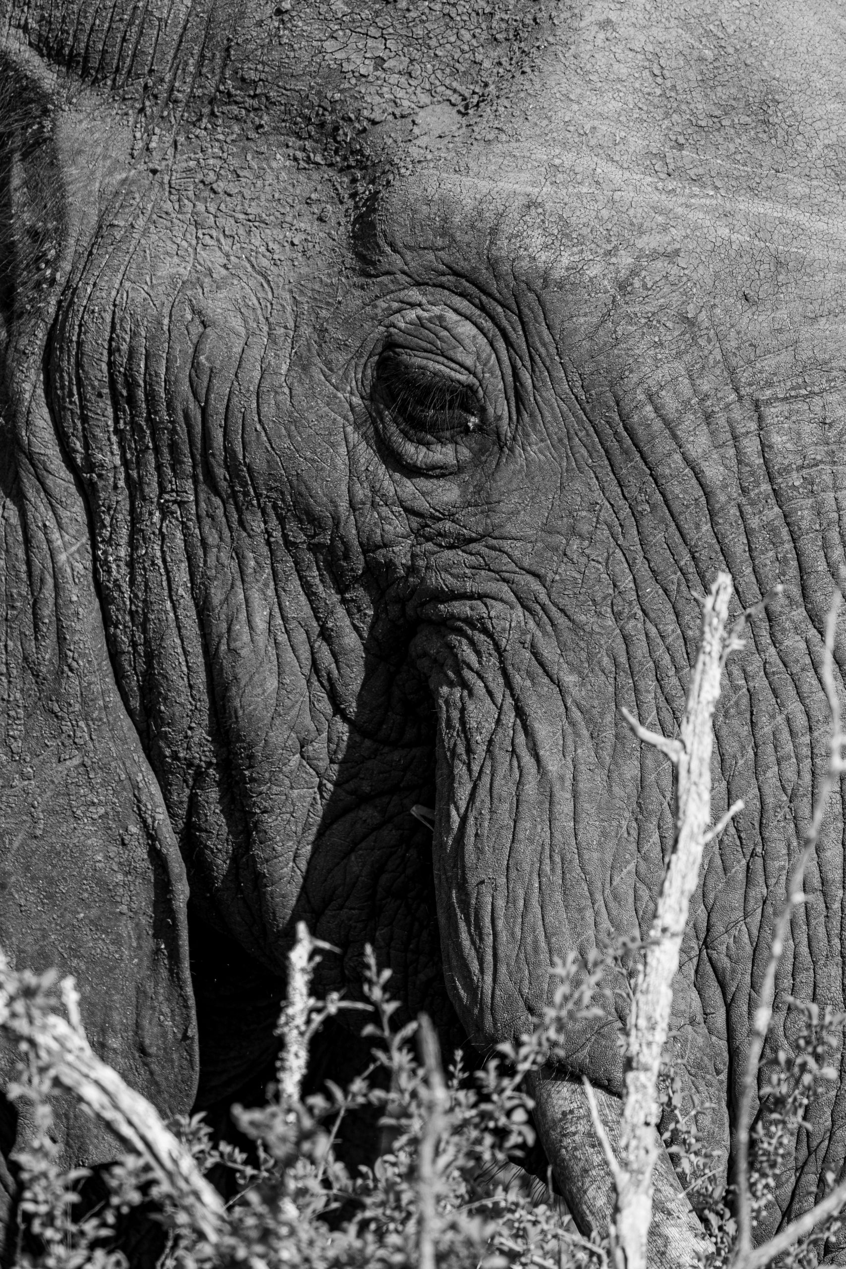 Close up of an eye from an elephant