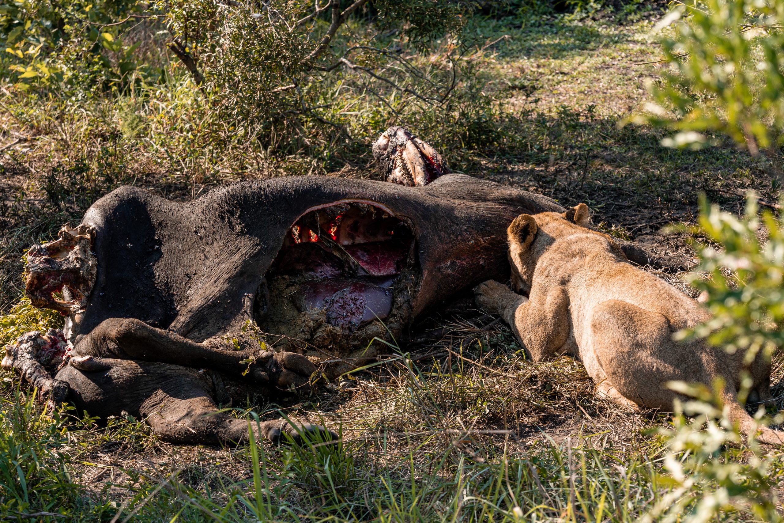 Feeding lion