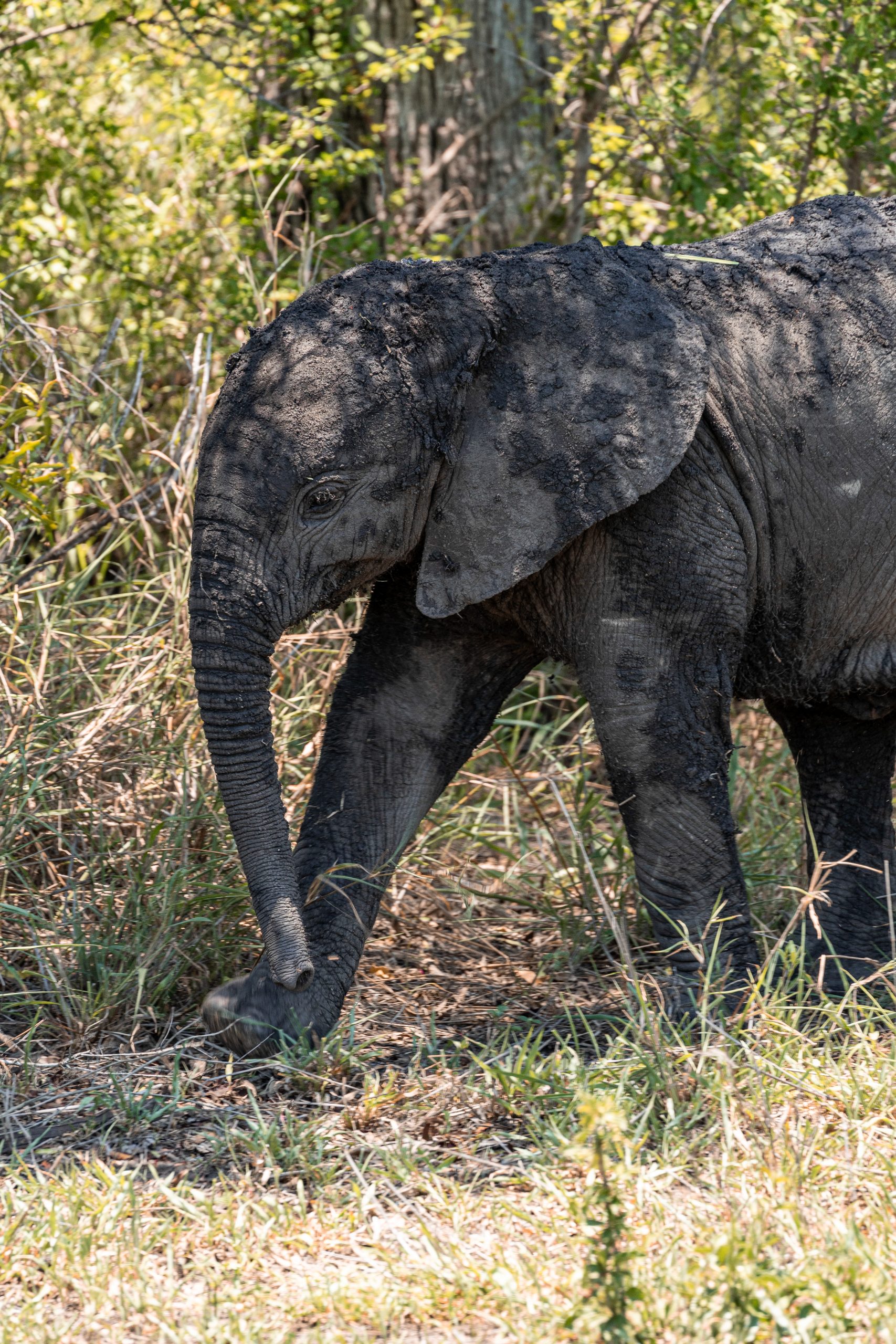 Strutting young elephant