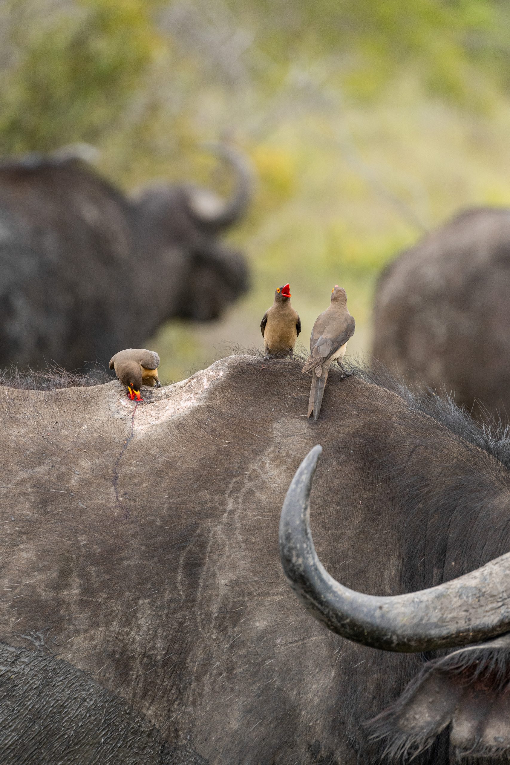 Three birds on buffalo back