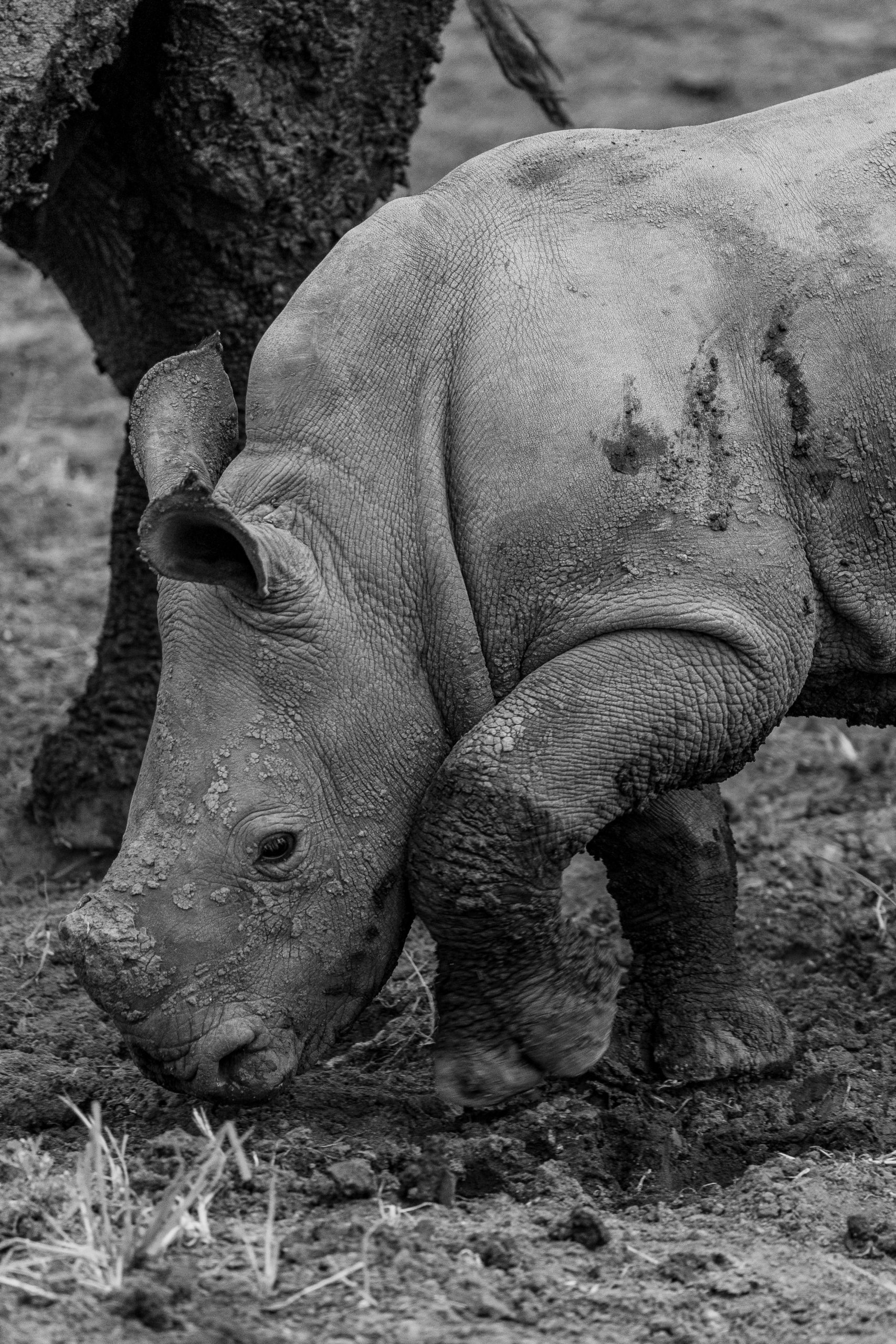 Running baby rhino