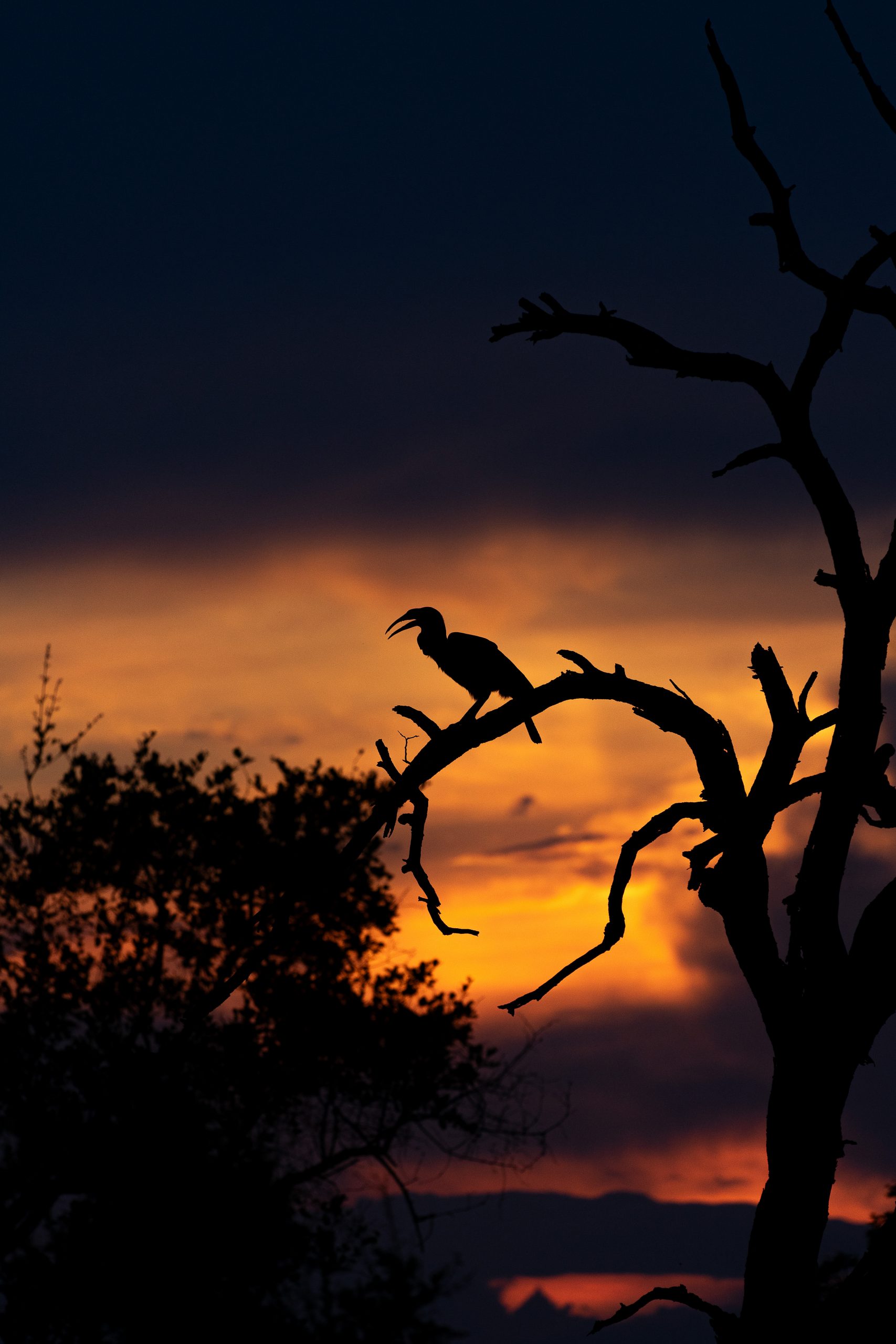 Bird in evening mood