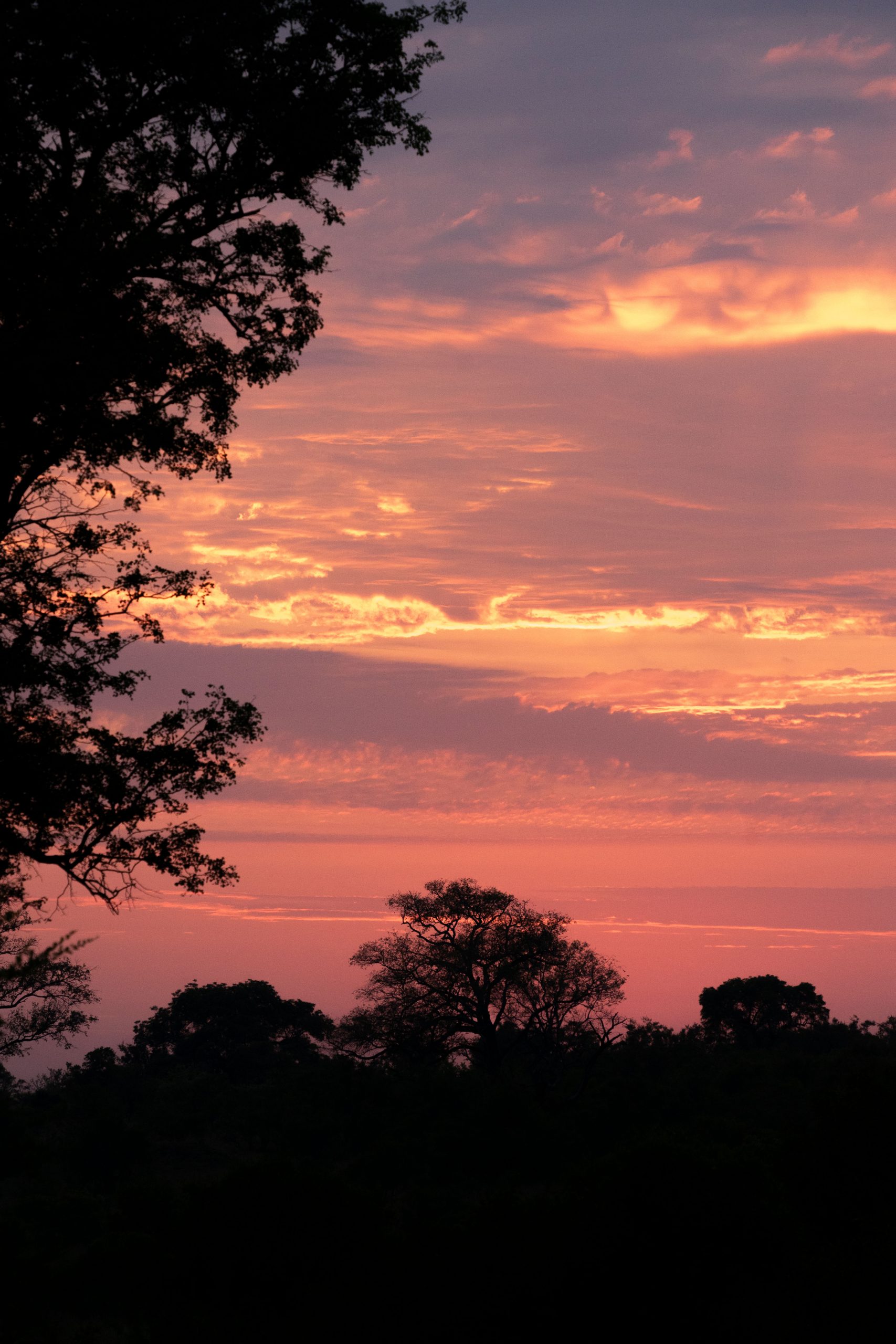 Sunrise in the bush