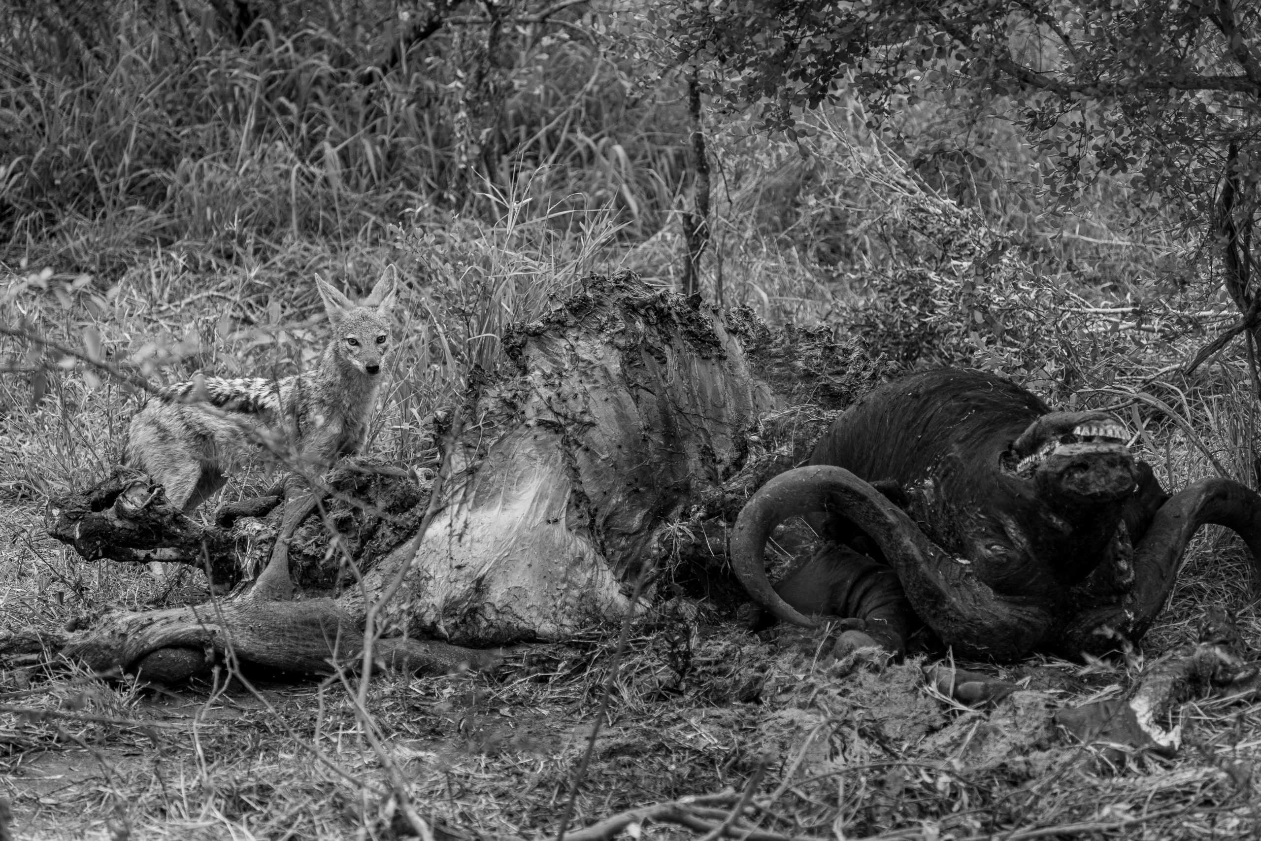 Animal feeding