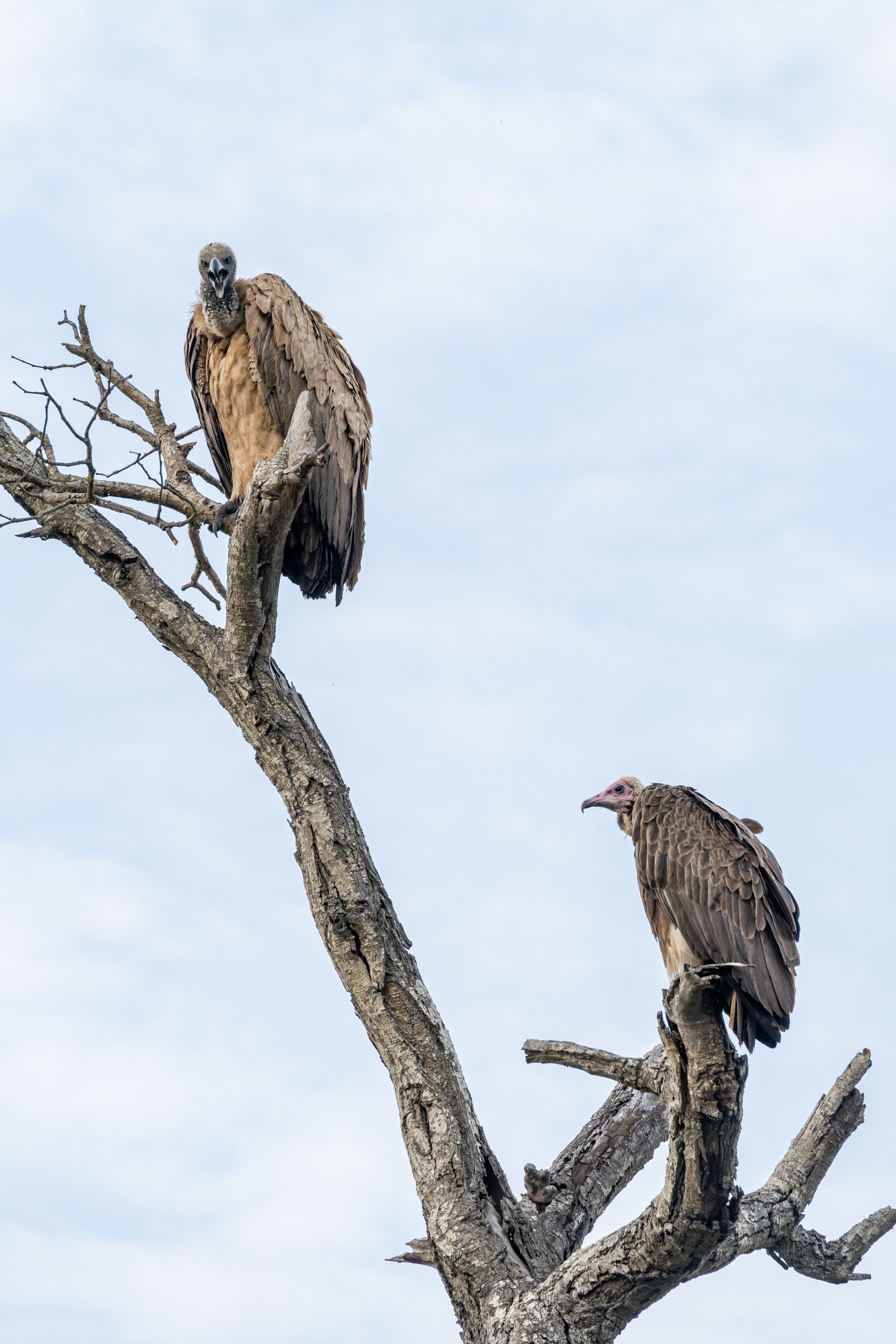 Vulture in the tree