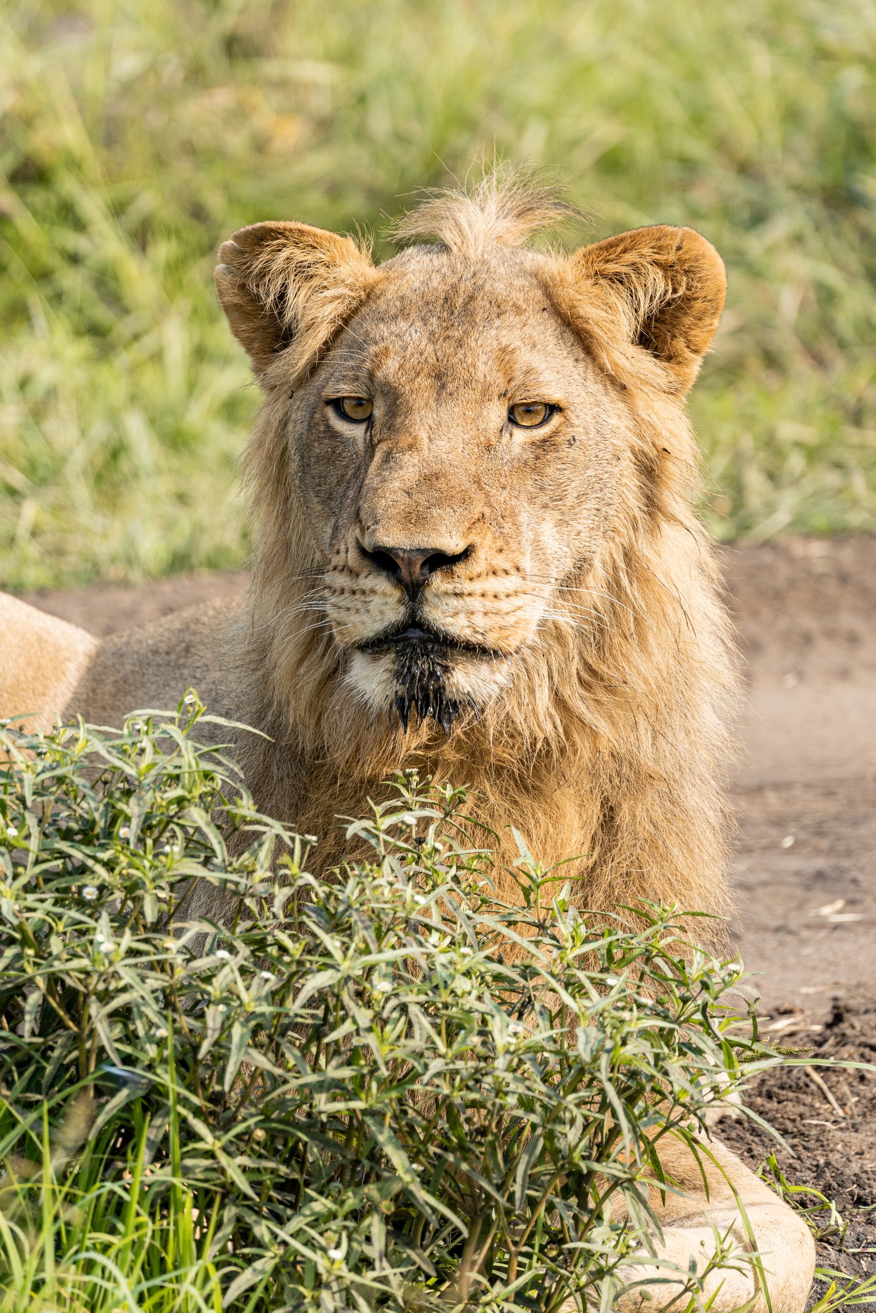 Young lion with beard