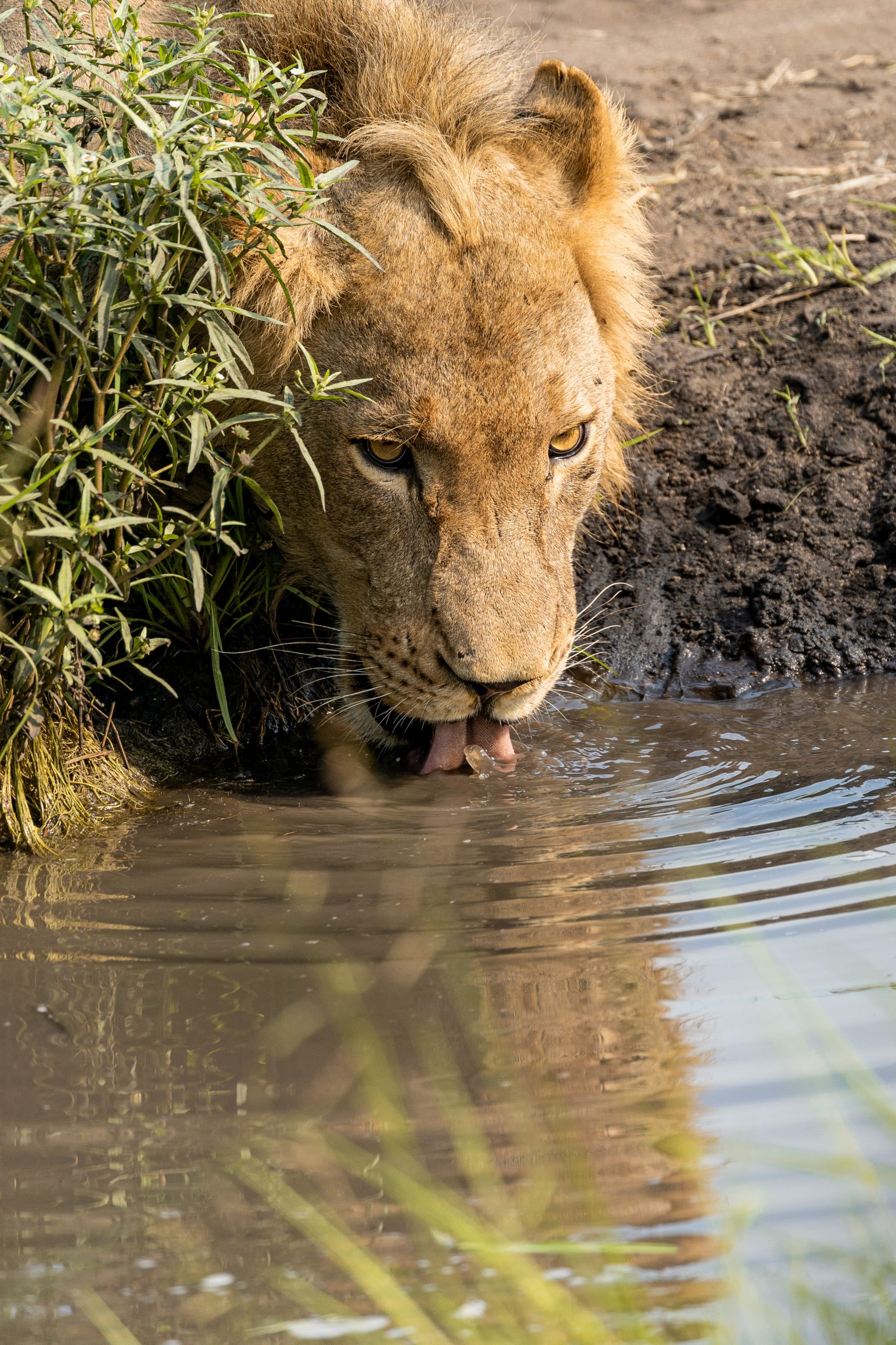 Drinking Lion