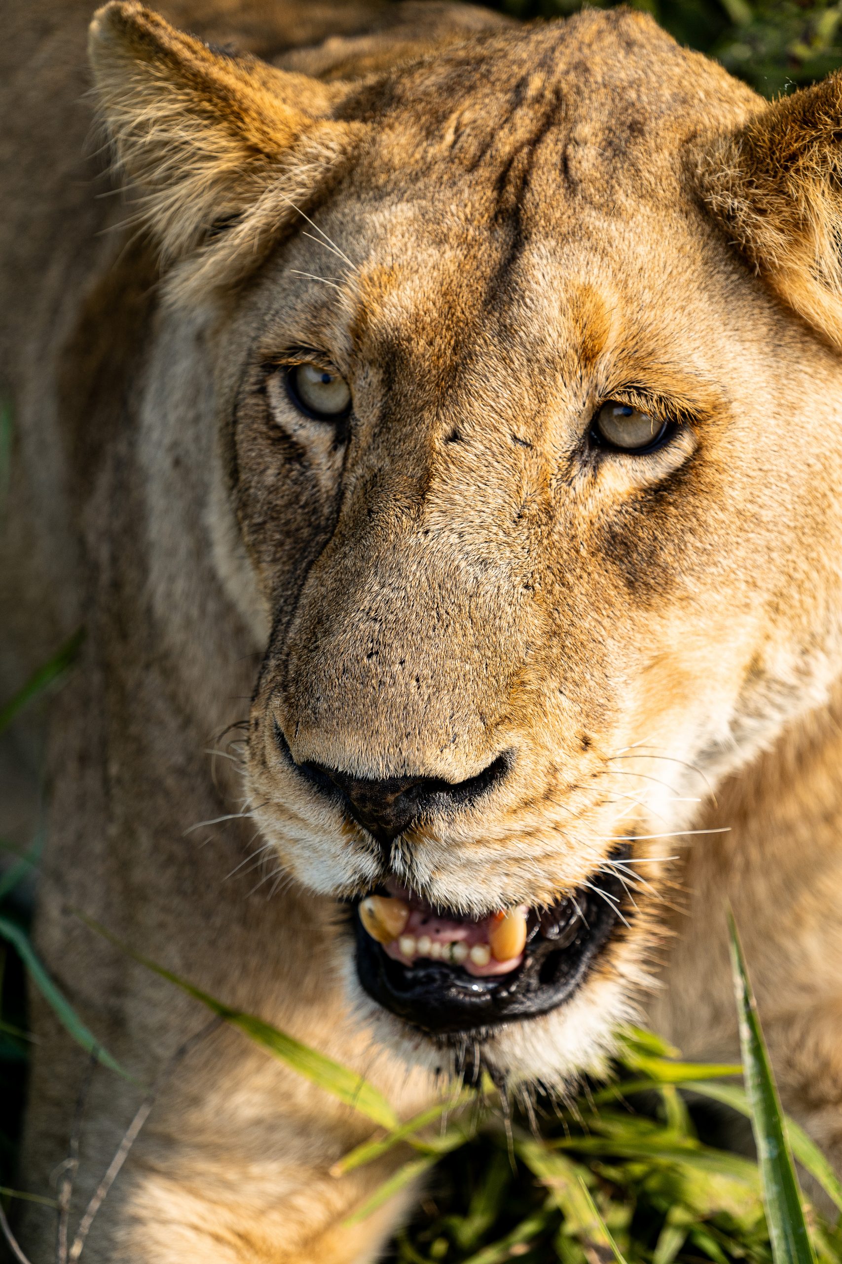 Portrait of a female lion