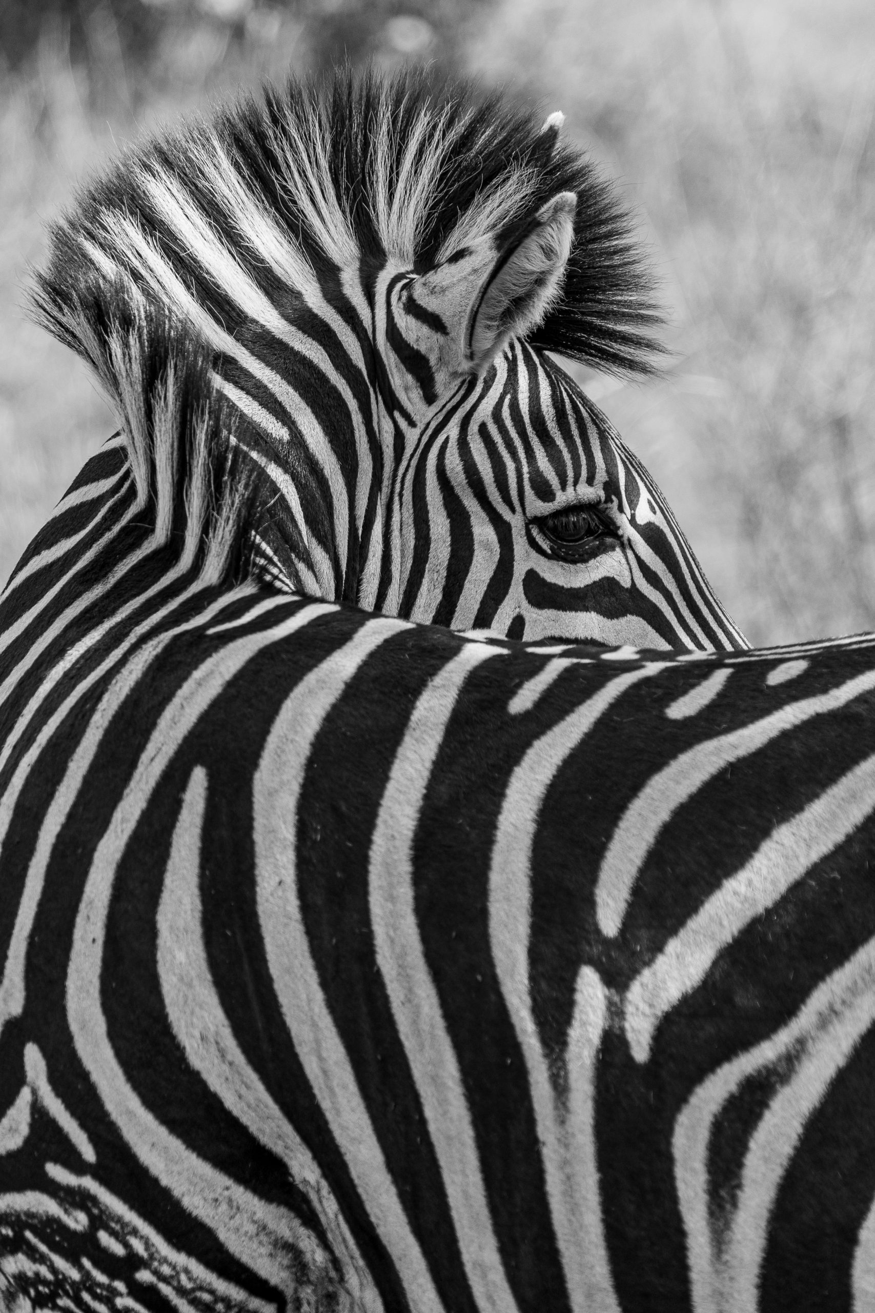 Side view of a zebra