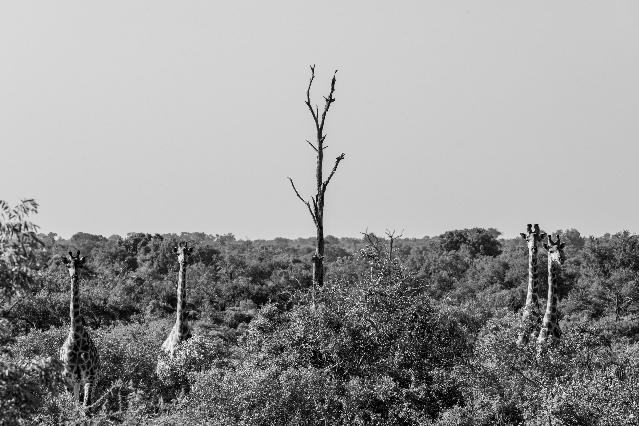 Four staring giraffes