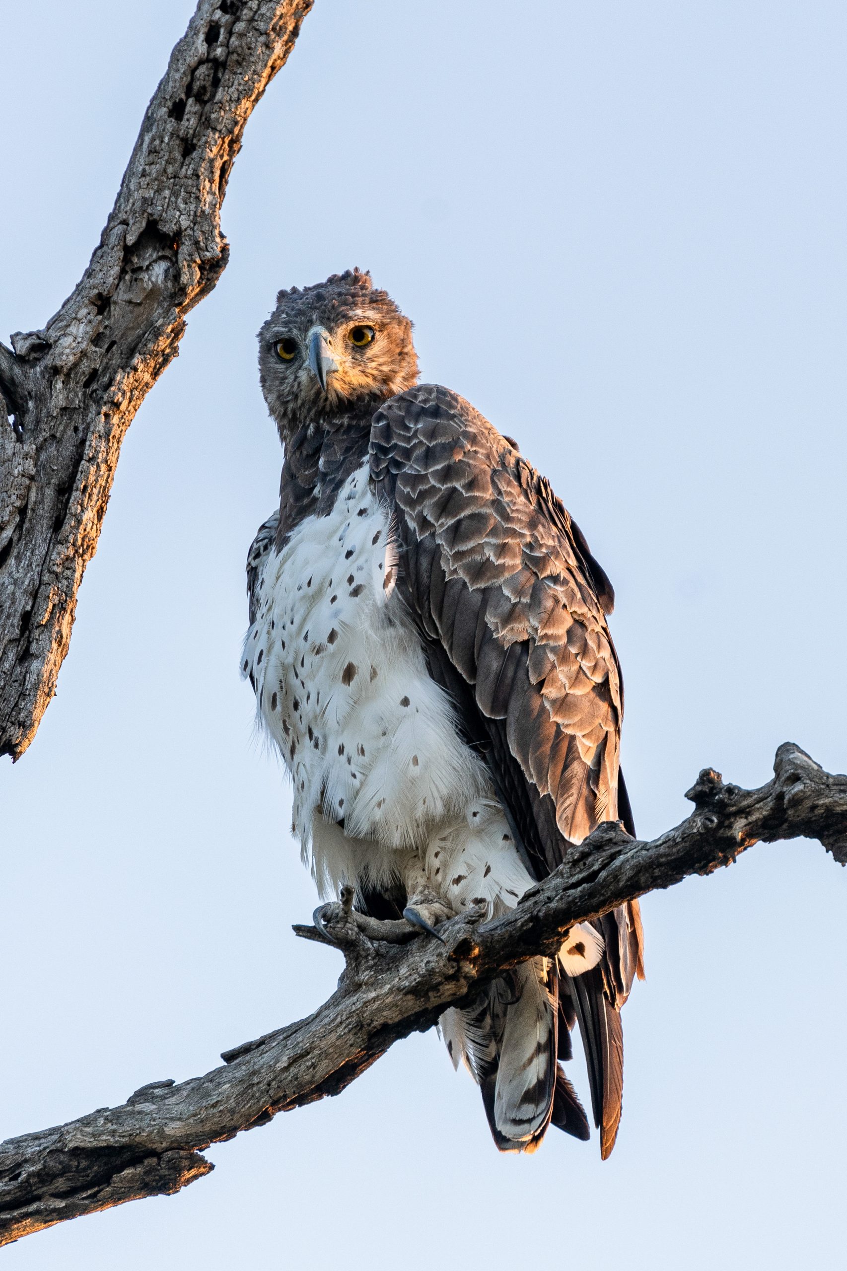 Close up eagle in tree