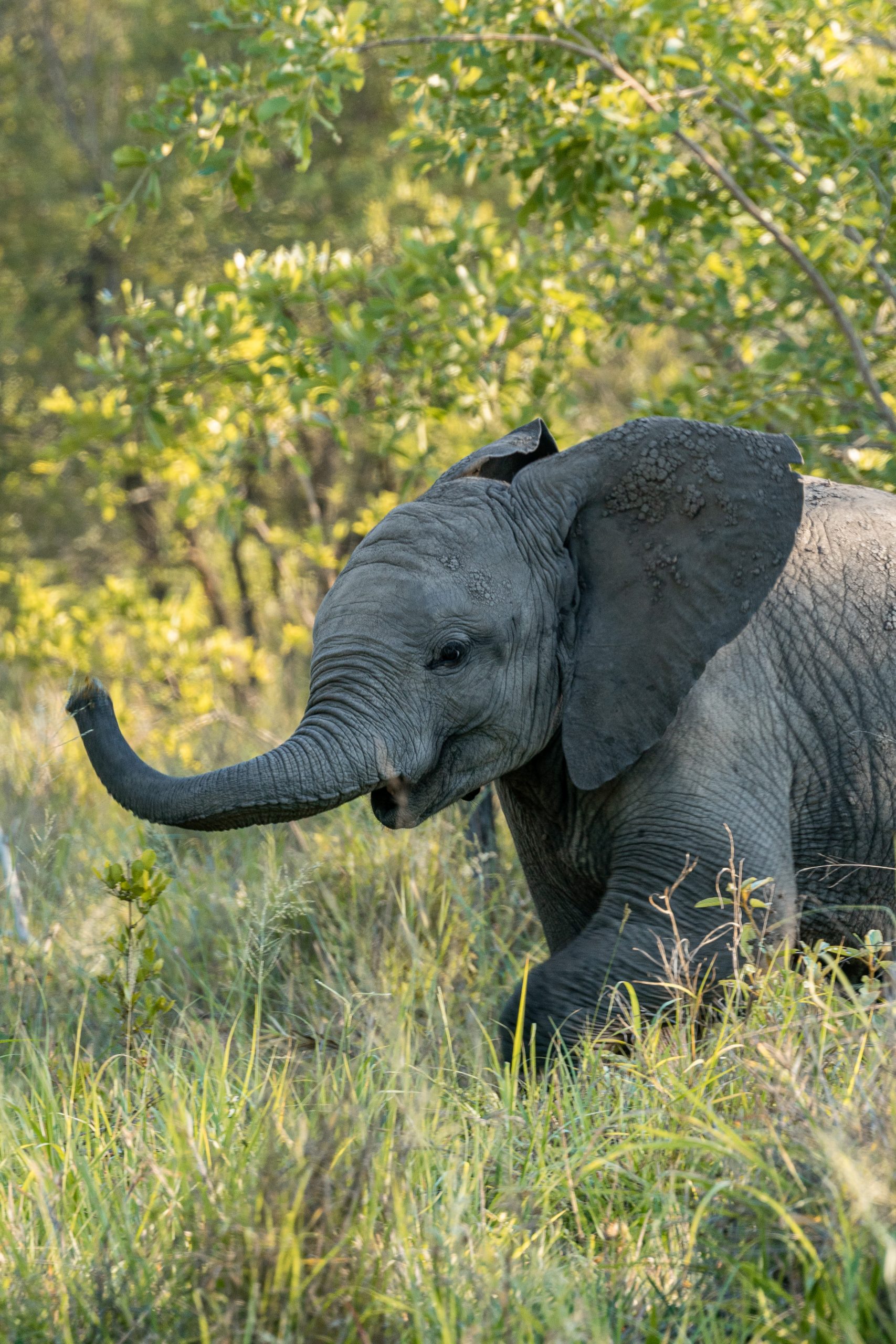 Running baby elephant