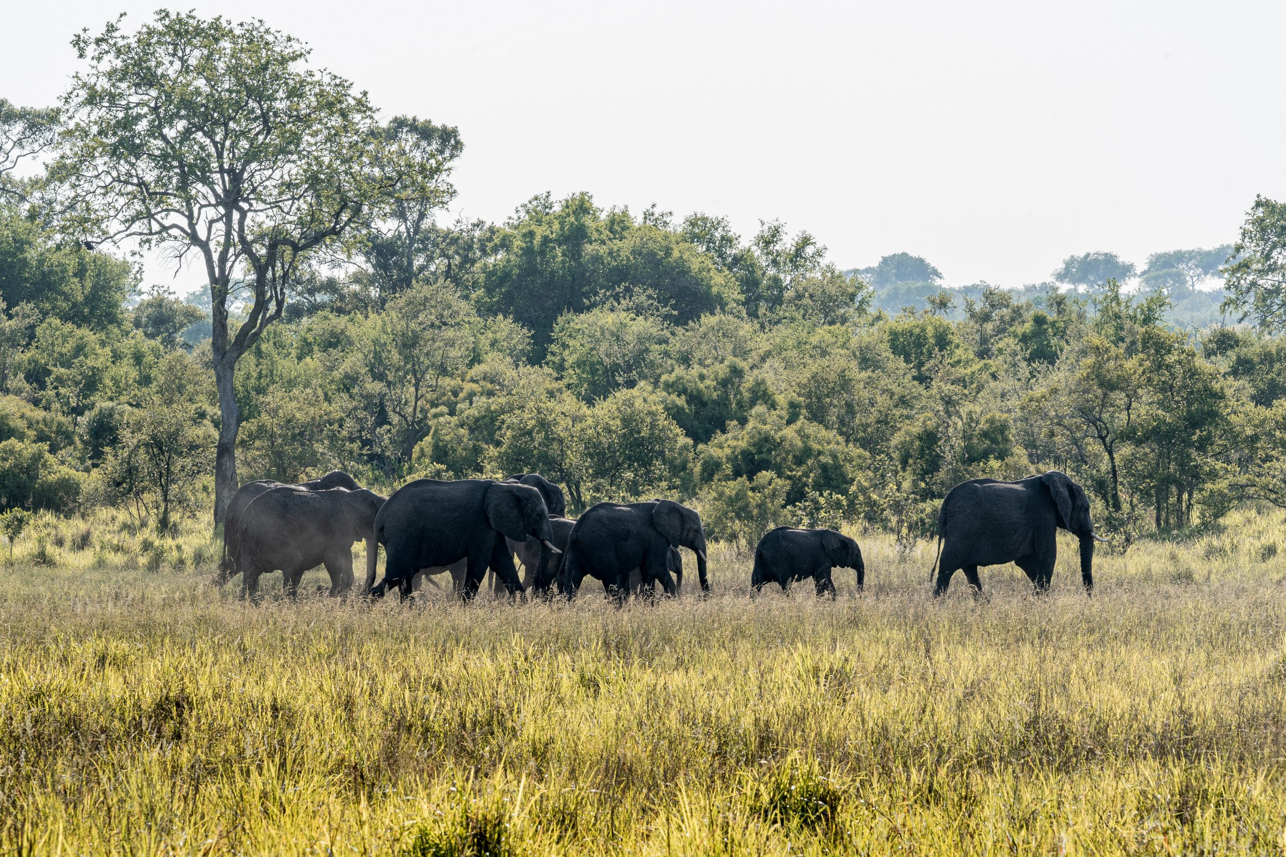 Elephant family walking