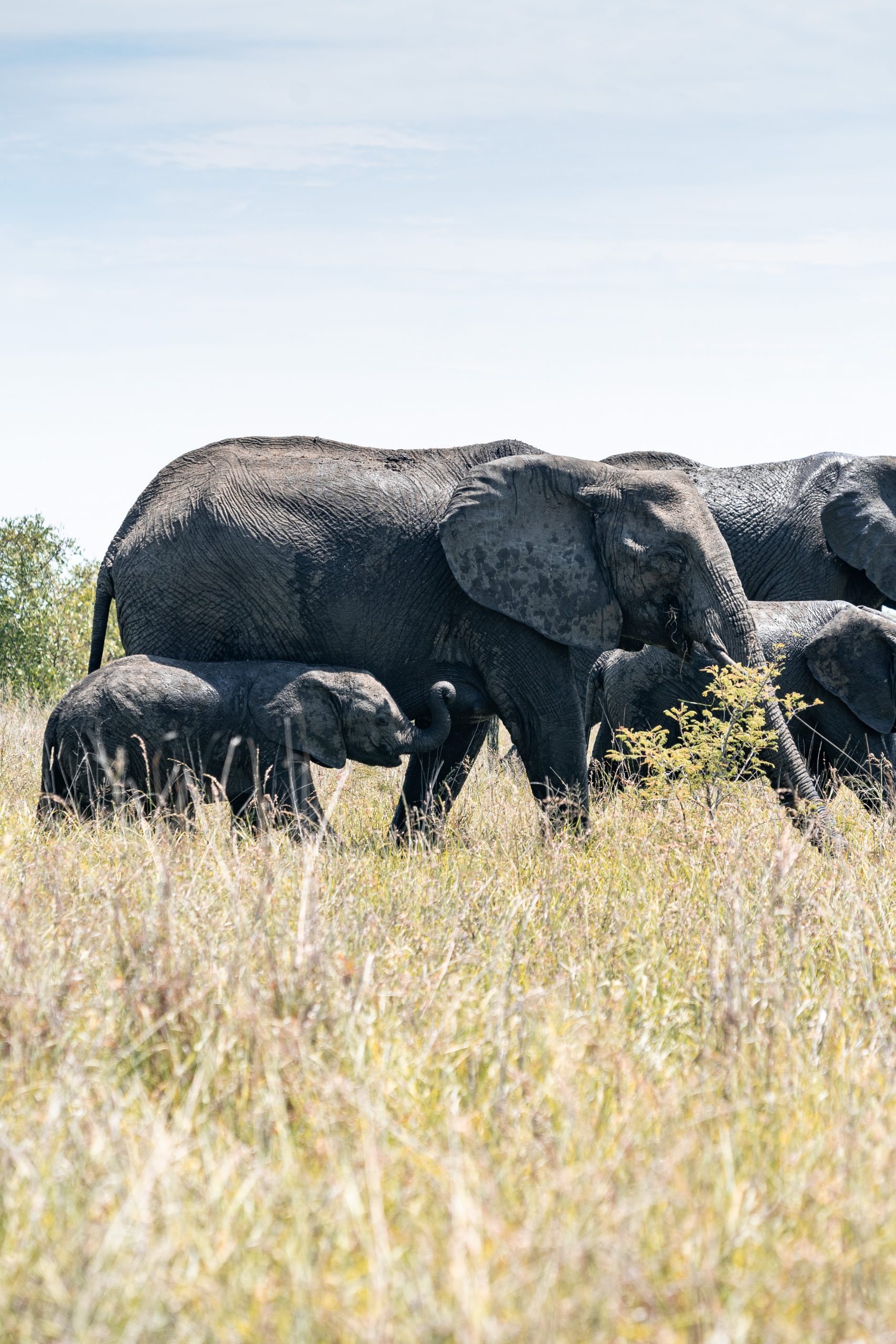 Um elefante bébé a passear com a mãe