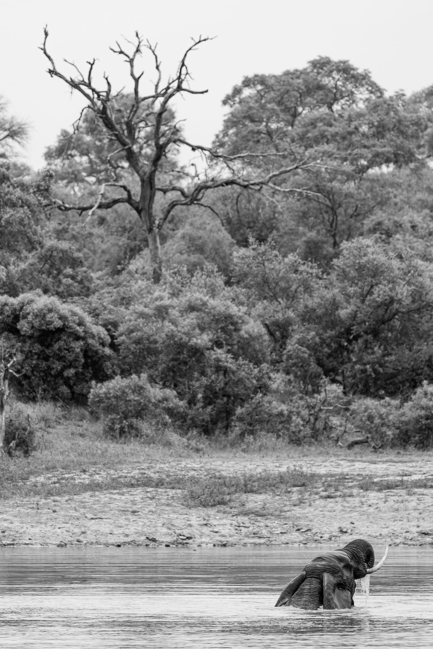 Elefante a tomar banho num lago