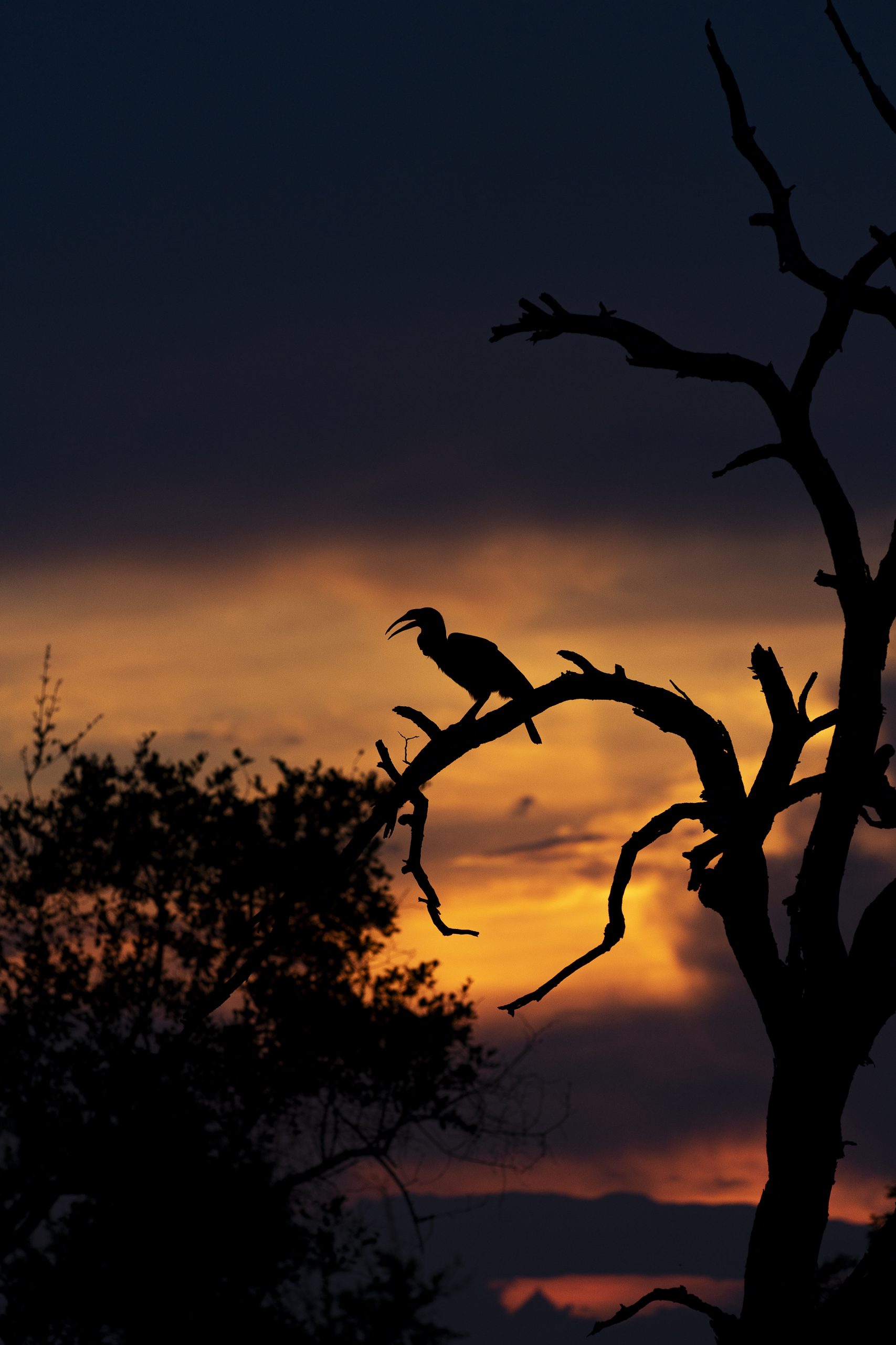 Um pássaro na árvore ao por do sol