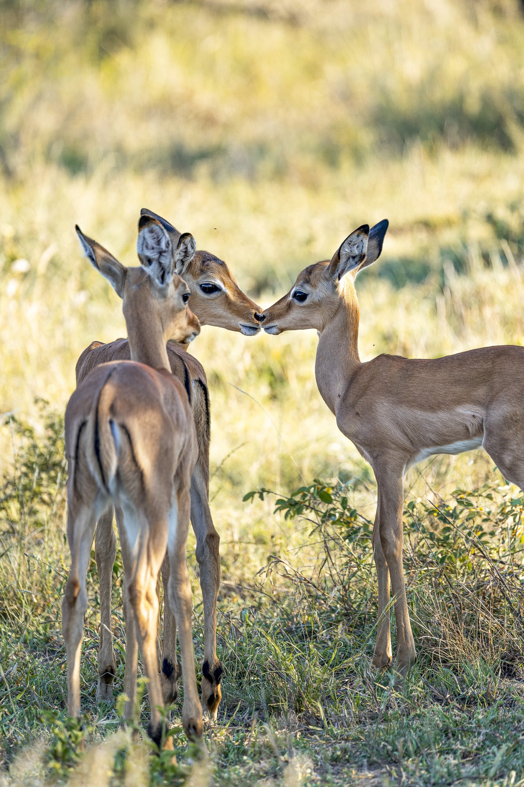 Três impalas bébés a conviver