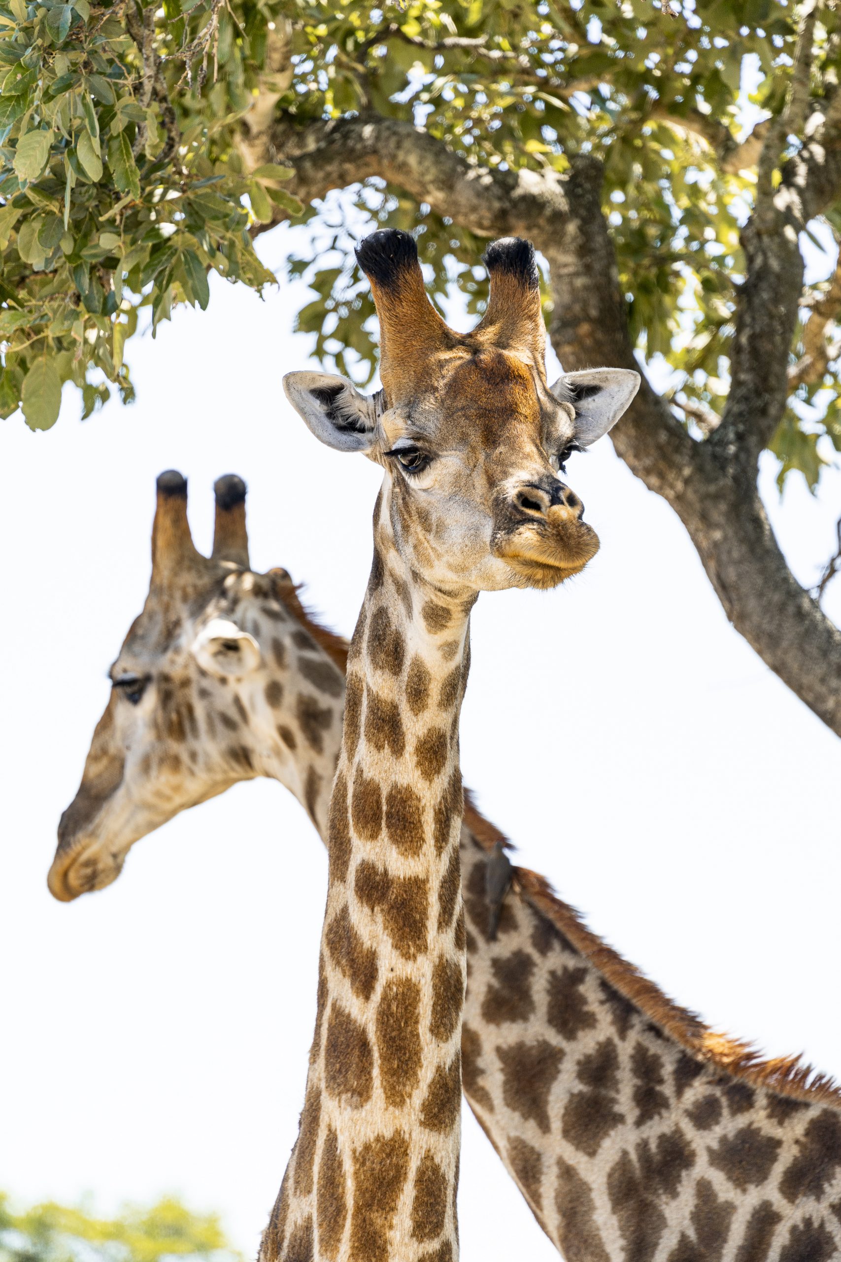 Duas girafas por baixo duma árvore